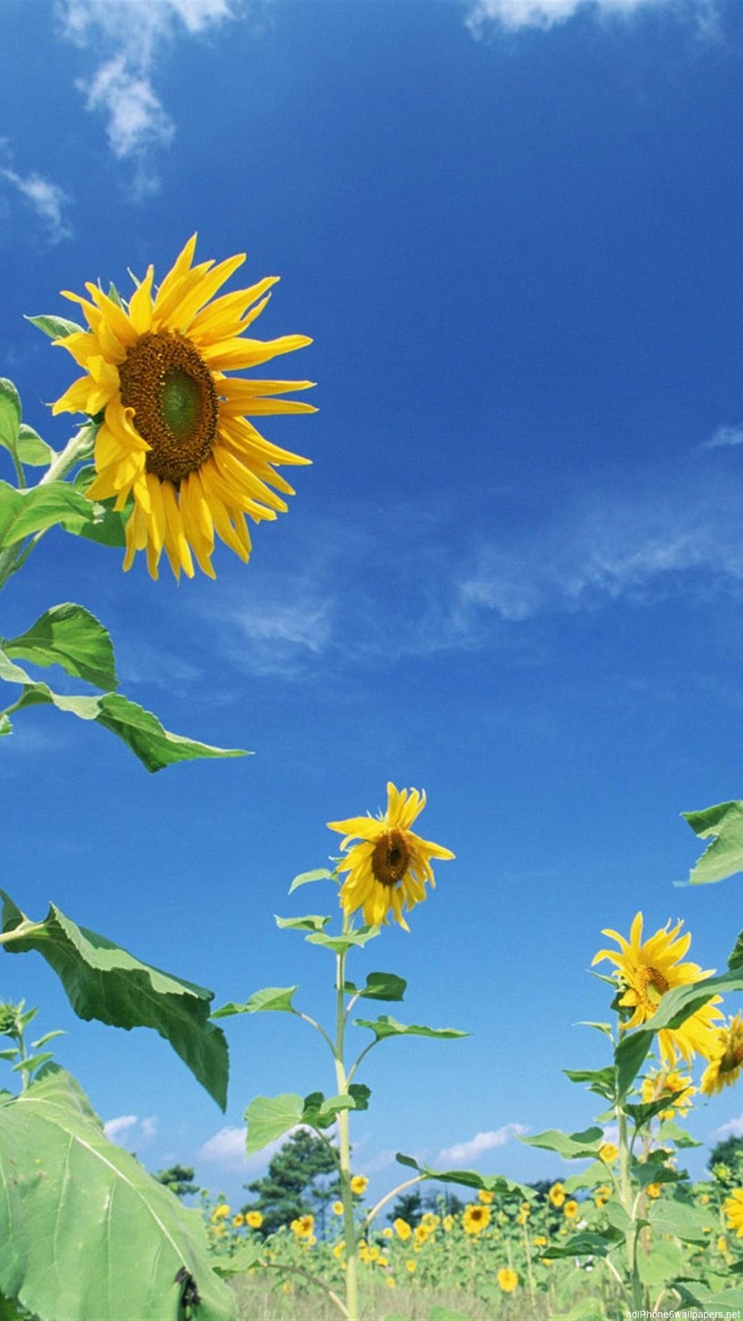 Girasoli sotto cielo blu, 1080x1920 Full HD Verticale, iPhone