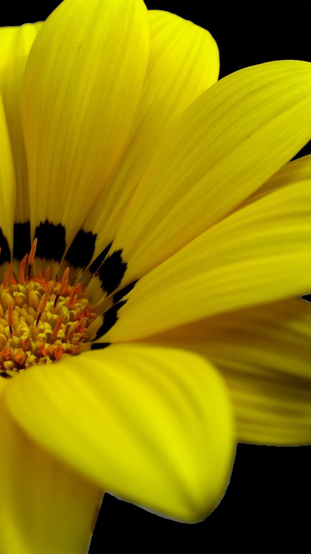 Fiore giallo gazania primo piano, 1080x1920 Full HD Verticale, Samsung Galaxy