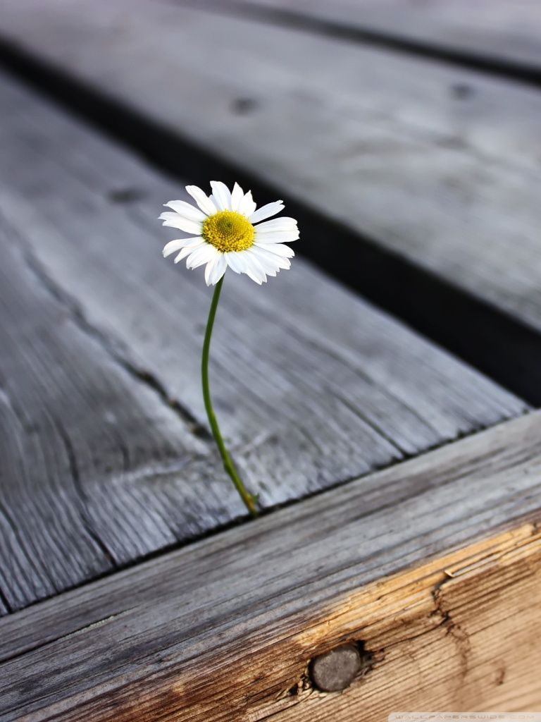 Margherita solitaria tra assi legno, 768x1024 Full HD Verticale, Smartphone