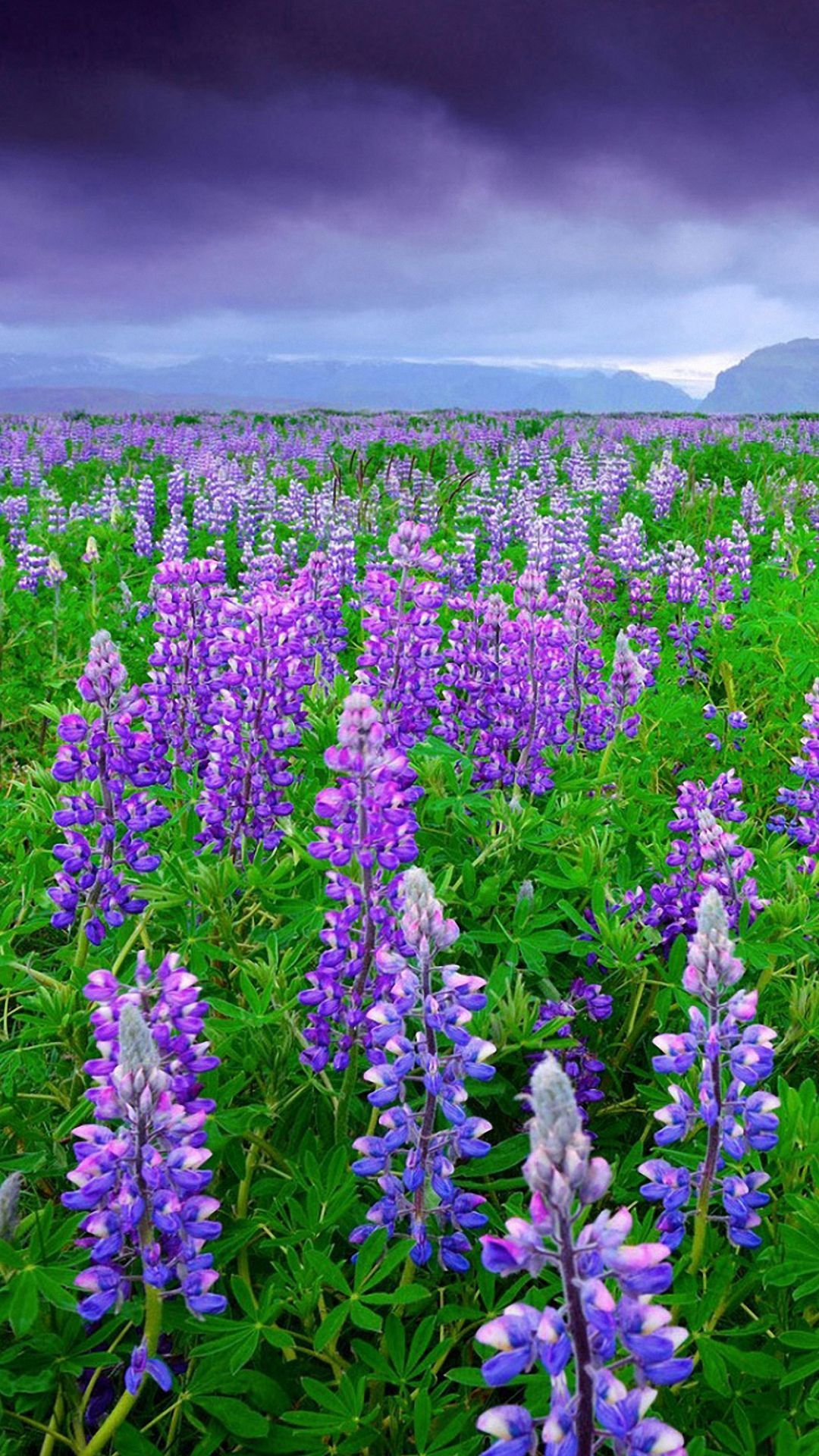 Campo di lupini viola, 1080x1920 Verticale, Telefono