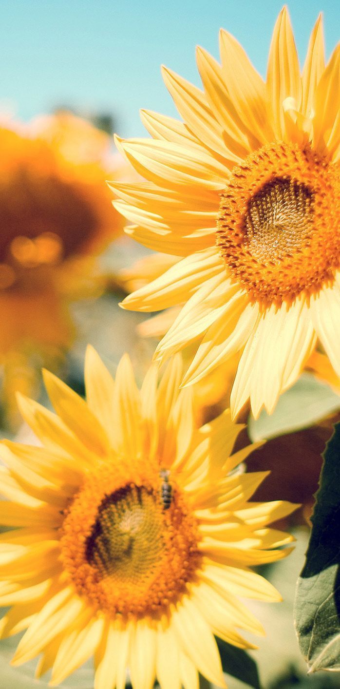 Girasoli gialli campo, 698x1414 Full HD Verticale, Smartphone
