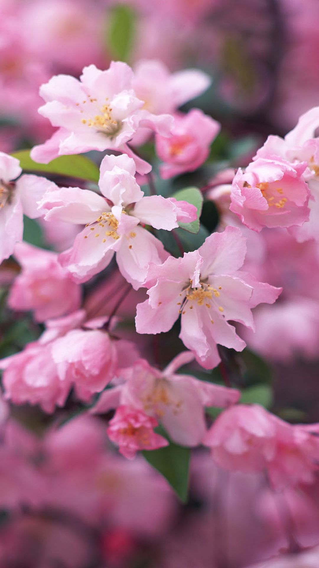 Fiori di ciliegio rosa, 1080x1920 Full HD Verticale, Samsung Galaxy