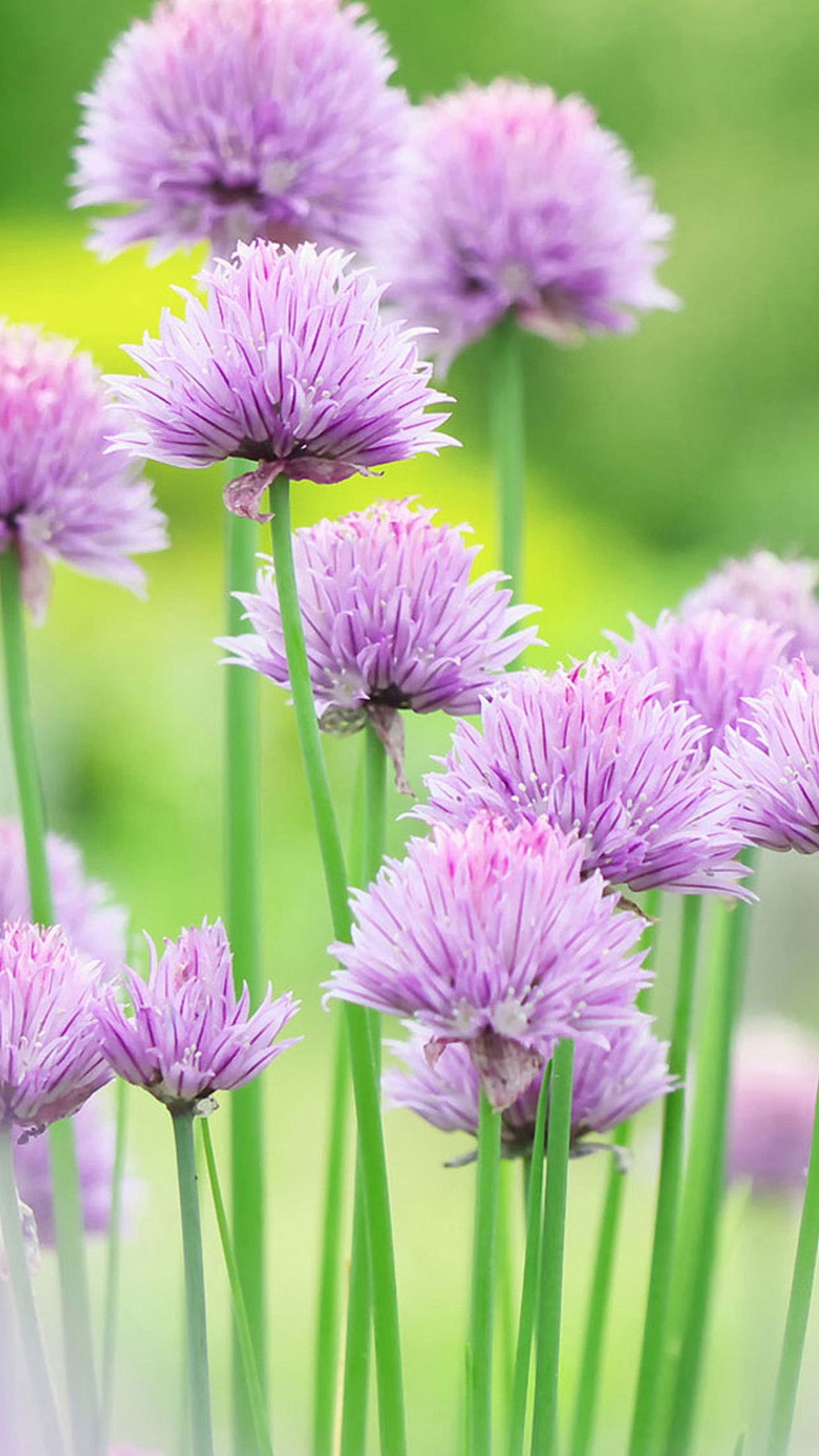 Fiori di erba cipollina viola, 1440x2560 Verticale, Telefono