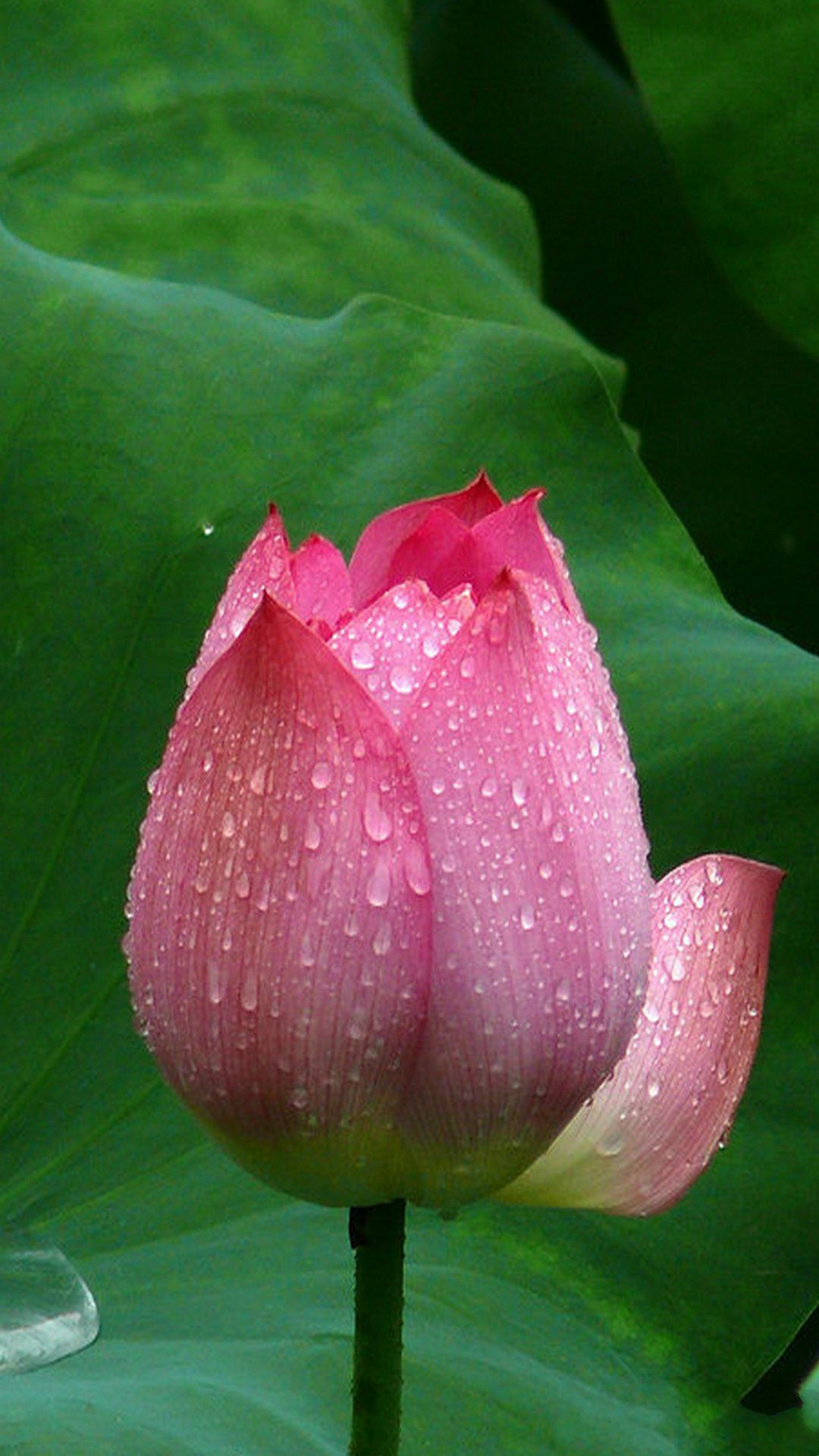 Fiore di loto rosa con gocce, 1080x1920 Full HD Verticale, iPhone