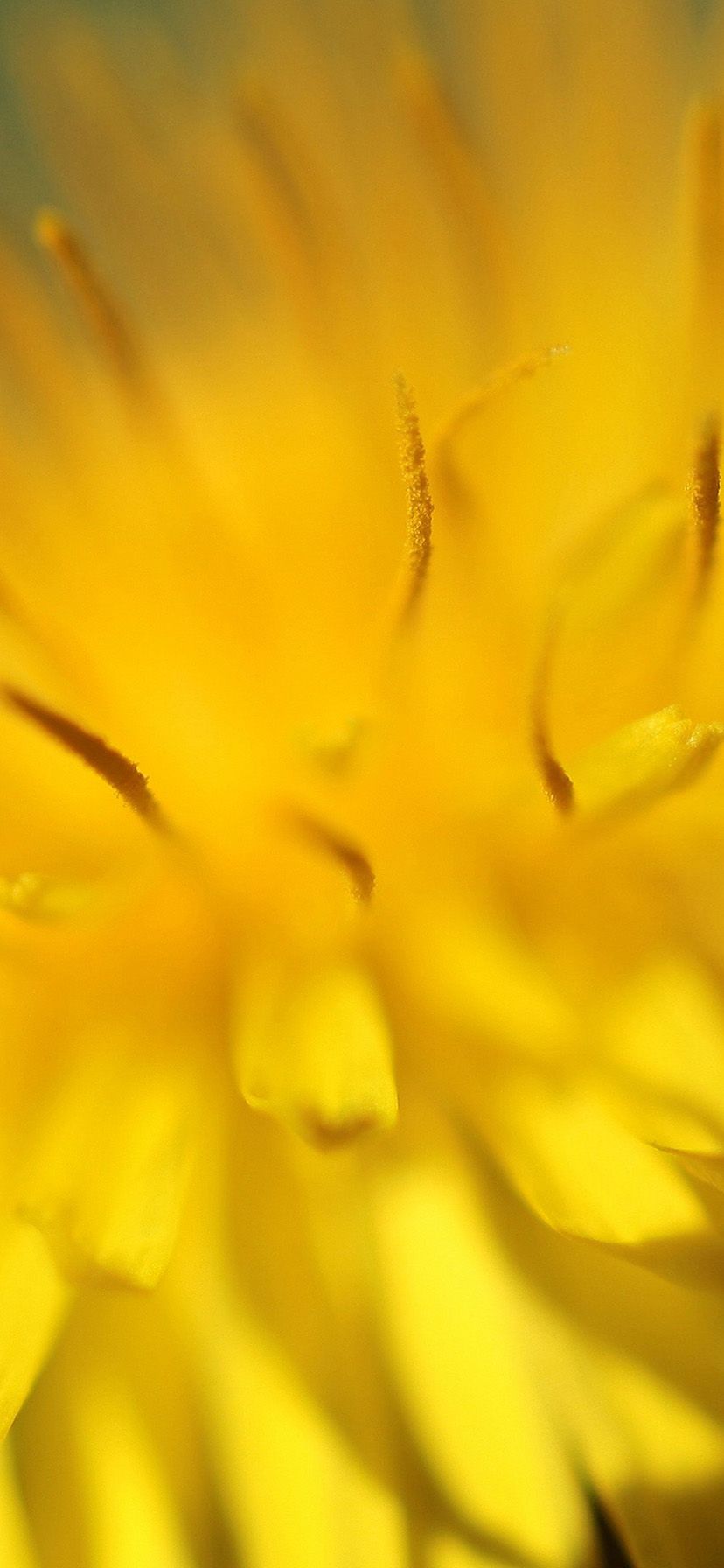 Fiore giallo macro sfocato, 828x1792 Verticale, iPhone