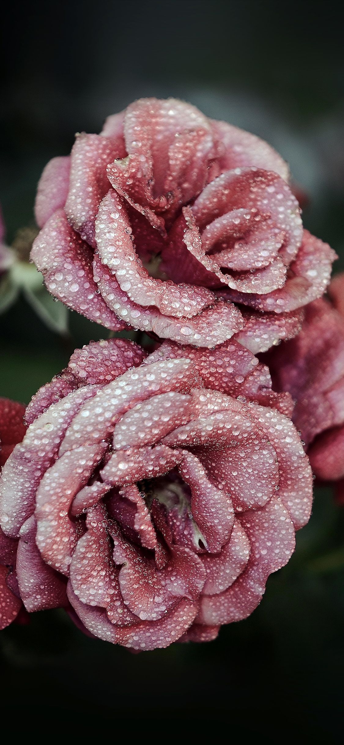 Rose rosa con gocce di rugiada, 1125x2436 Full HD Verticale, Smartphone