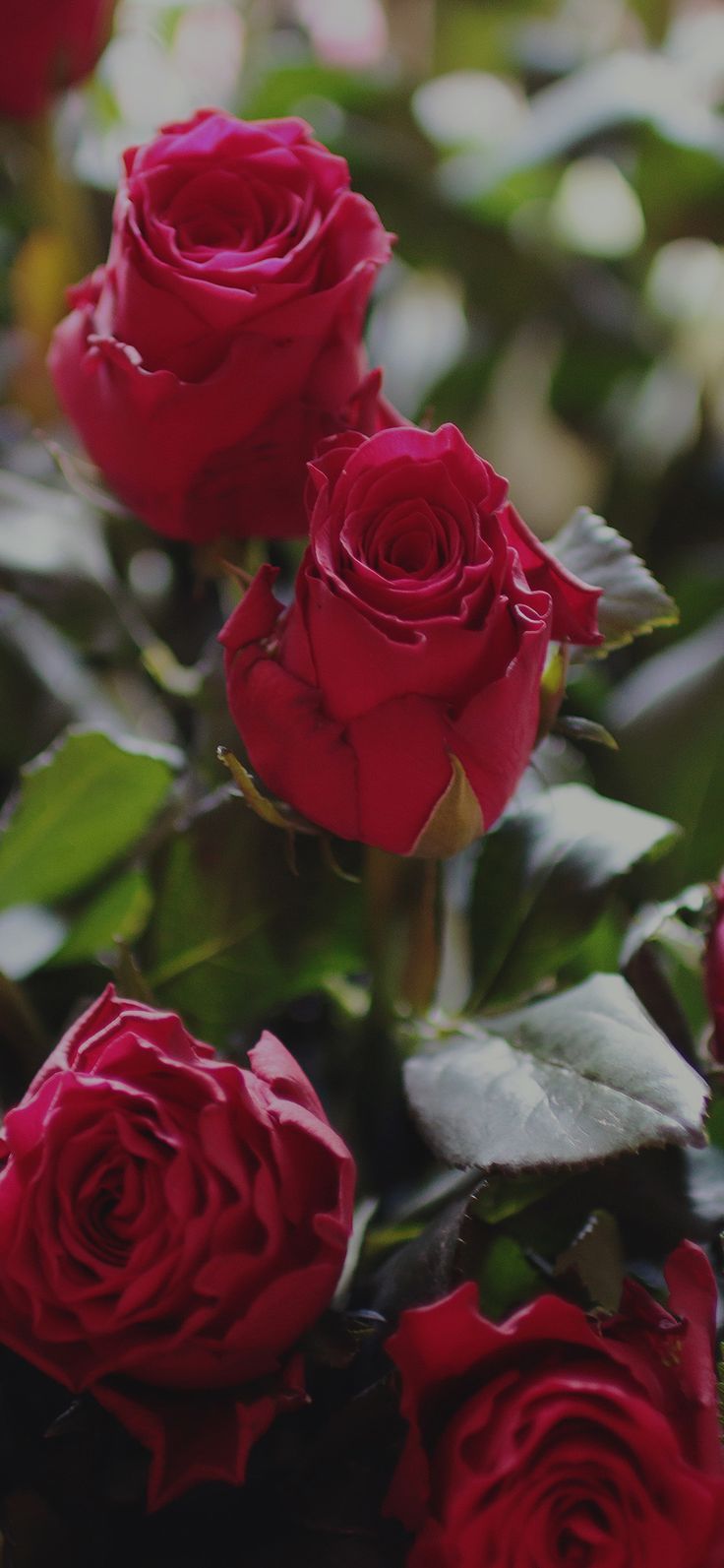 Rose rosse su sfondo scuro, 736x1593 Full HD Verticale, iPhone