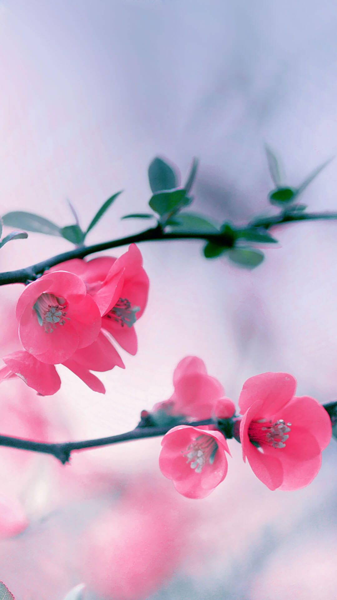 Fiori di ciliegio rosa, 1080x1920 Full HD Verticale, Smartphone