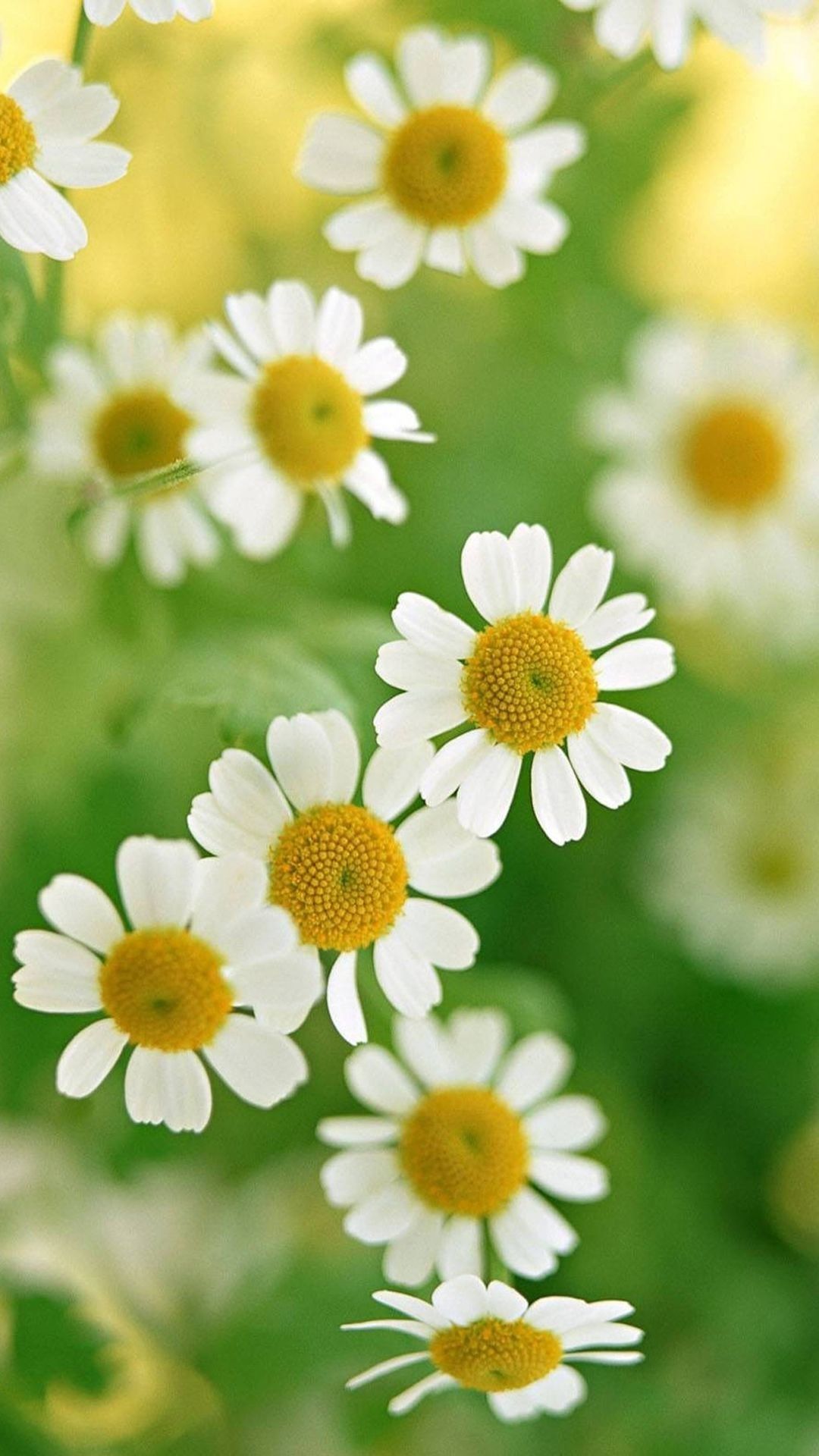 Margherite bianche su verde, 1080x1920 Full HD Verticale, Smartphone