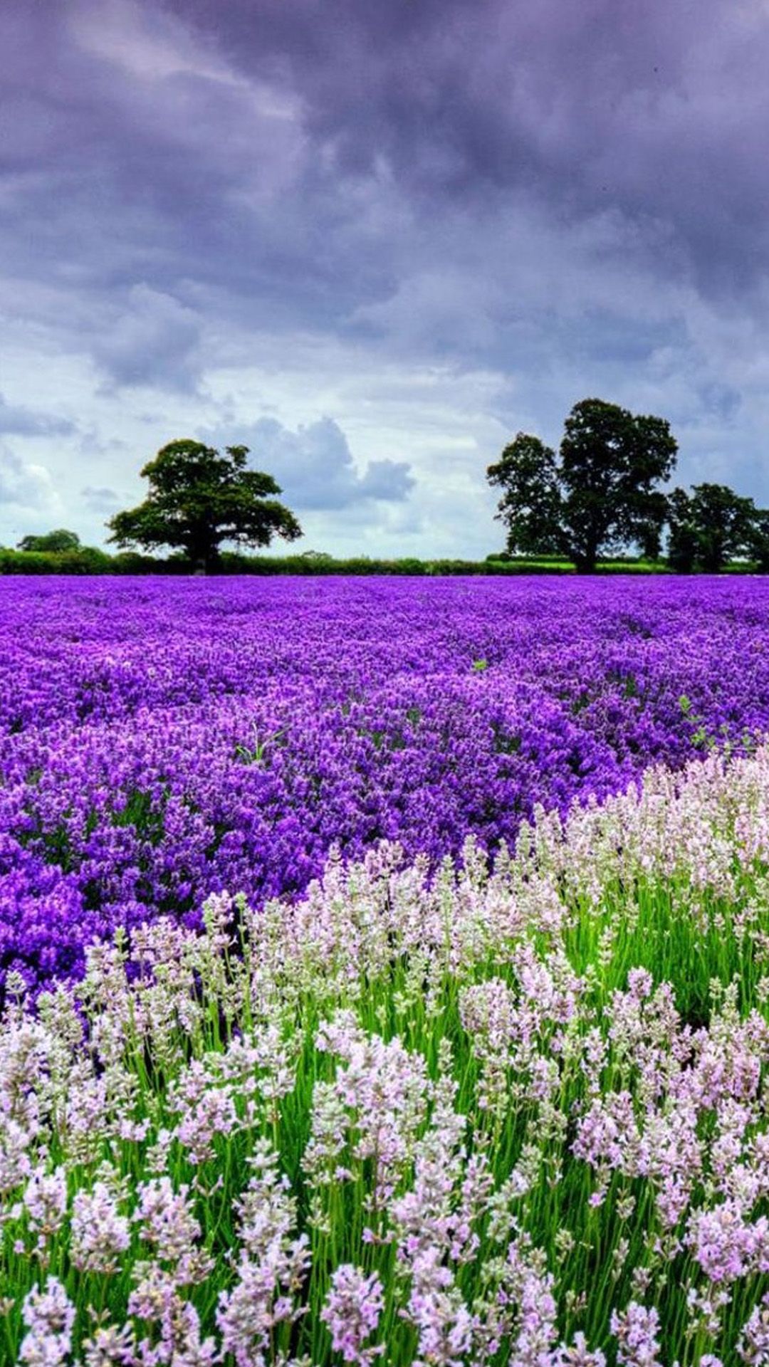 Campo di lavanda viola, 1080x1920 Full HD Verticale, iPhone