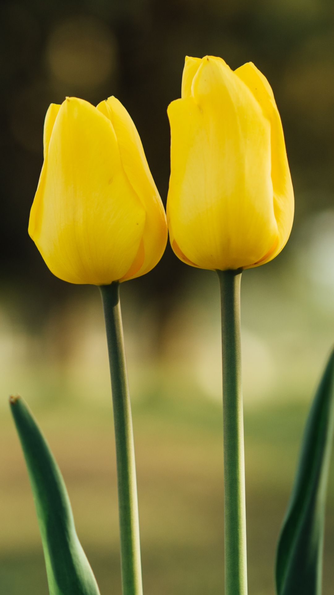 Due tulipani gialli, 1080x1920 Verticale, Mobile