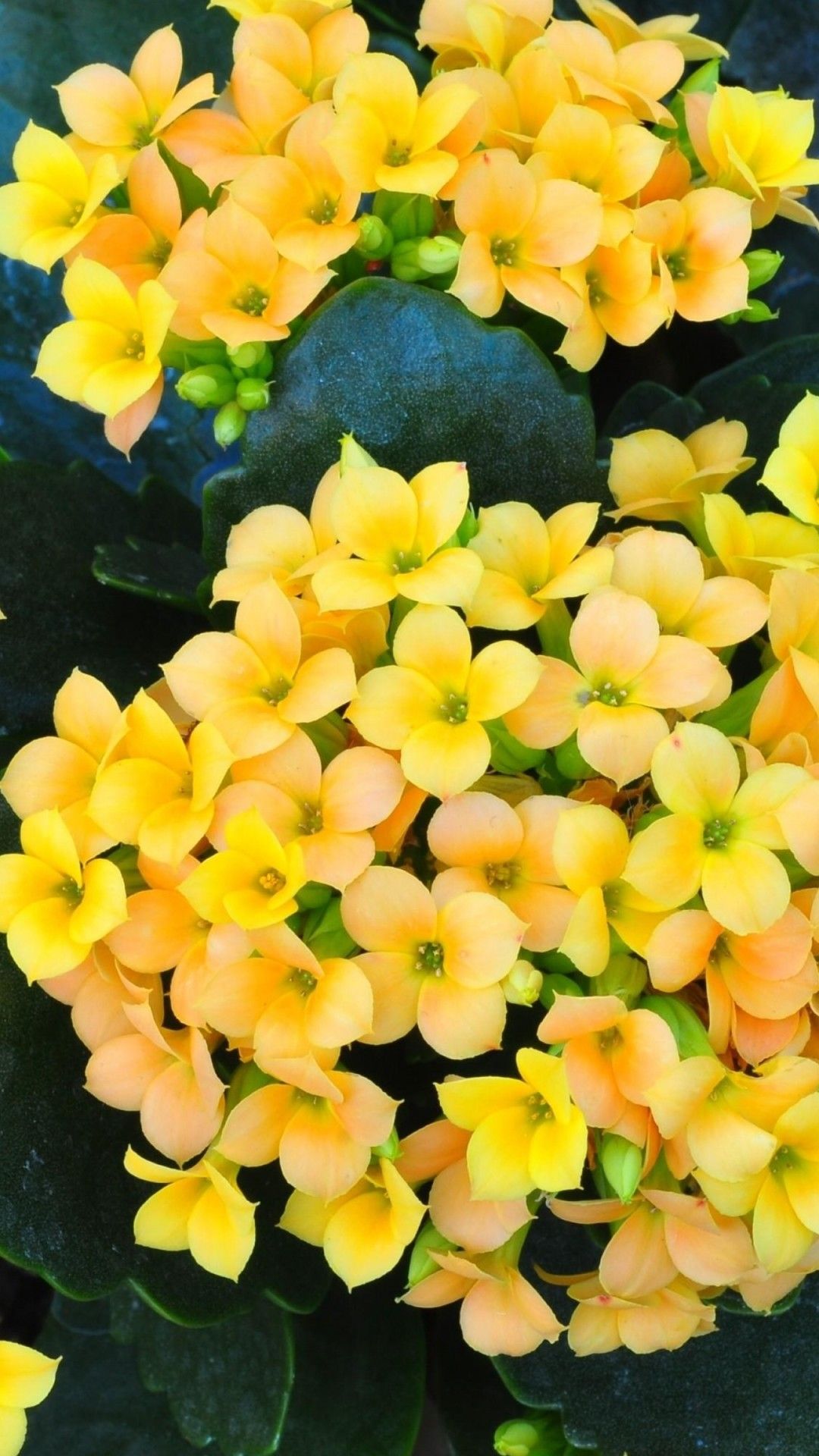 Fiori gialli kalanchoe, 1080x1920 Full HD Verticale, Smartphone