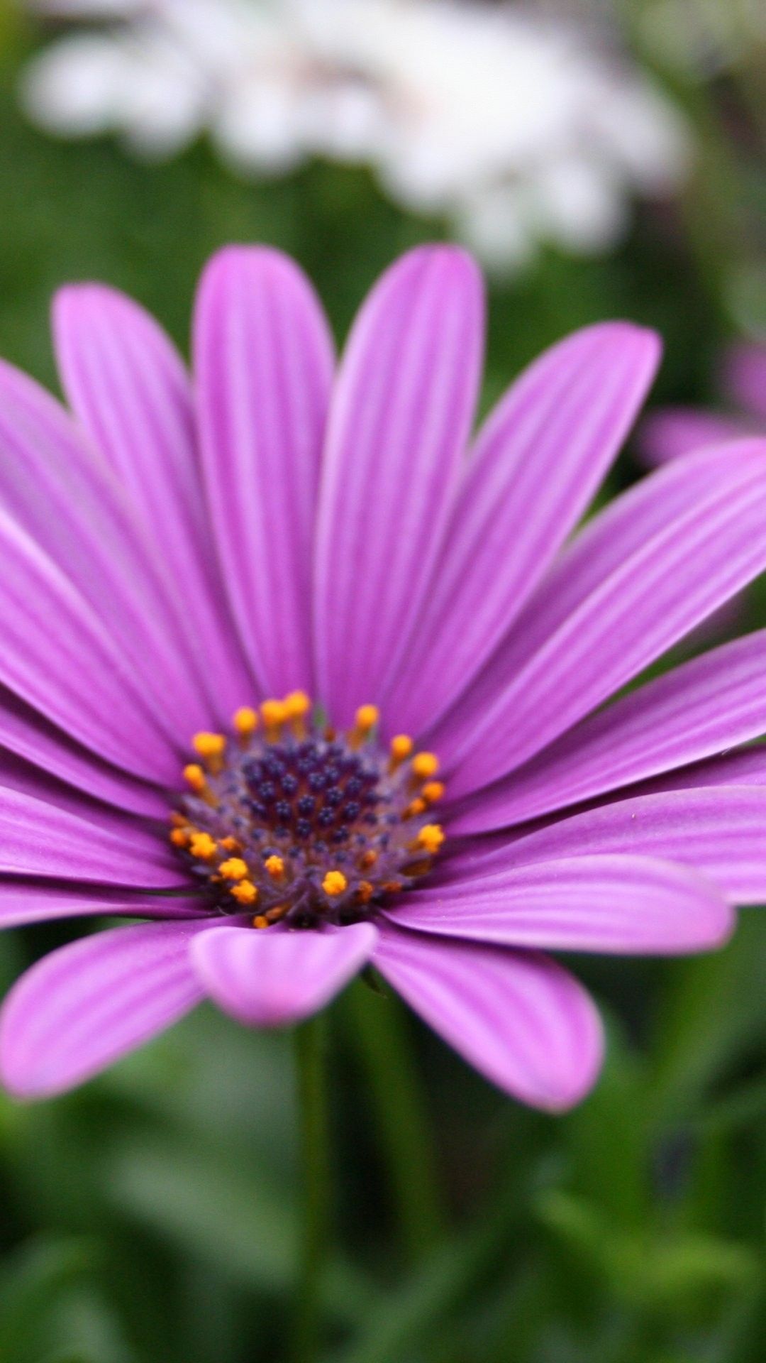 Fiore viola margherita africana, 1080x1920 Full HD Verticale, iPhone Pro