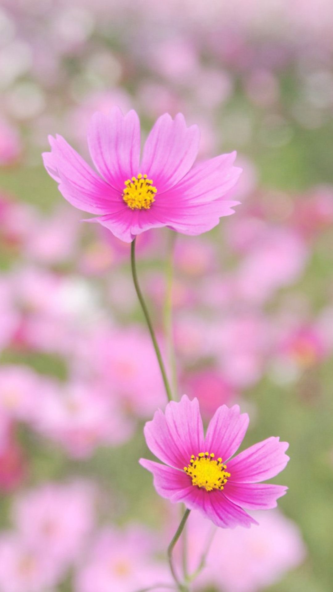 Fiori di cosmea rosa, 1080x1920 Full HD Verticale, iPhone