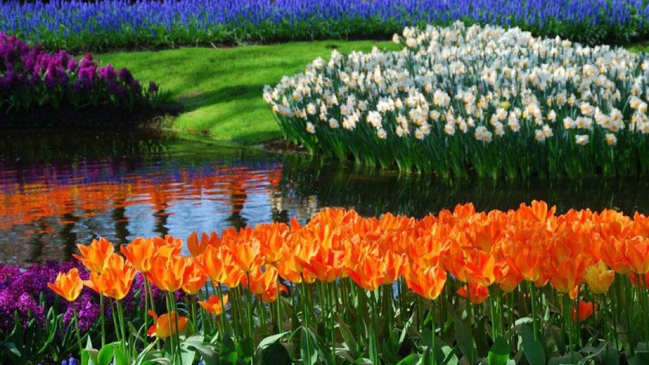 Tulipani colorati vicino a laghetto, 1280x720 HD, Desktop