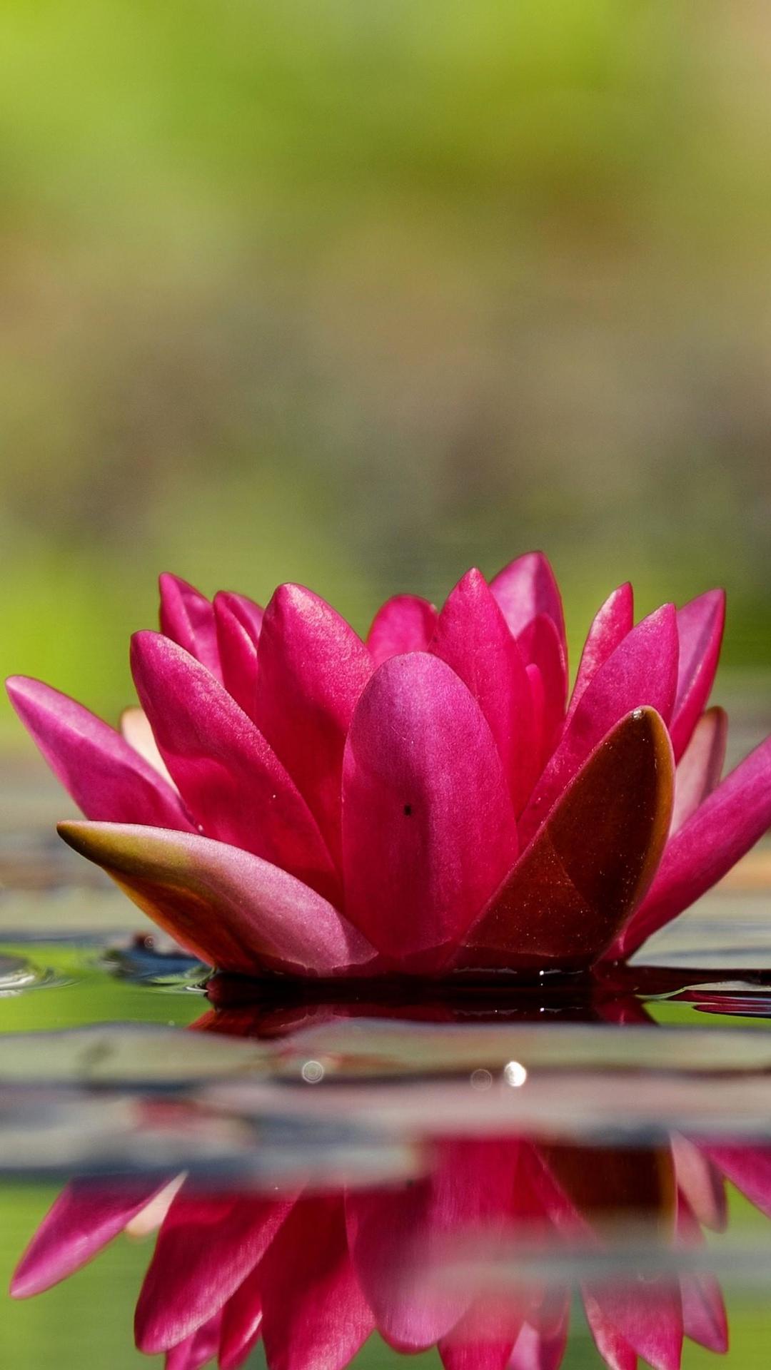 Ninfea rosa sull'acqua, 1080x1920 Full HD Verticale, Smartphone