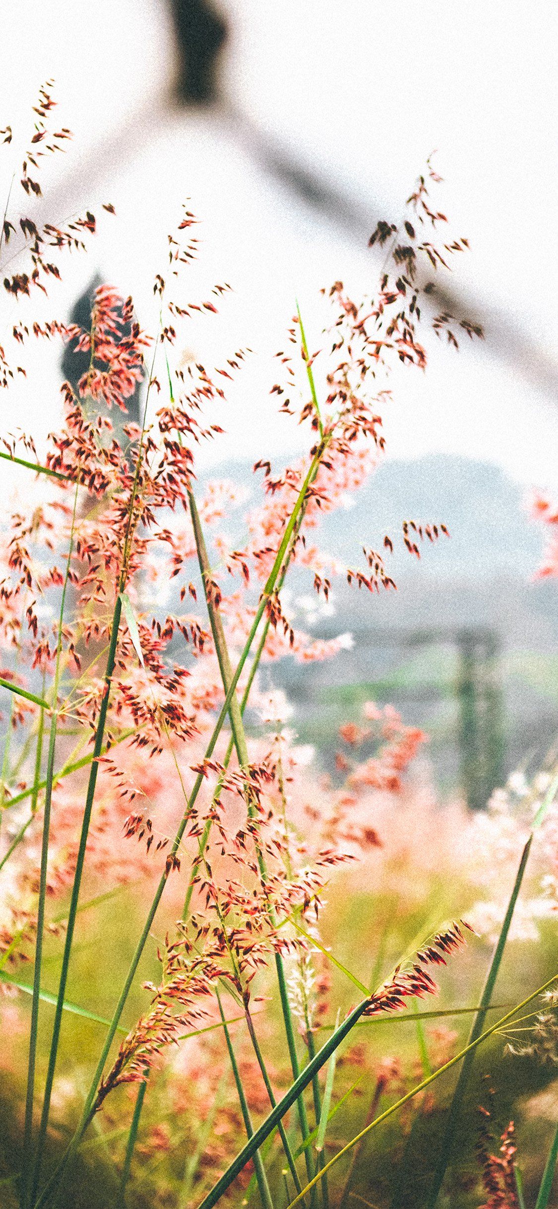 Fiori rosa erba selvatica bokeh, 1125x2436 Full HD Verticale, iPhone
