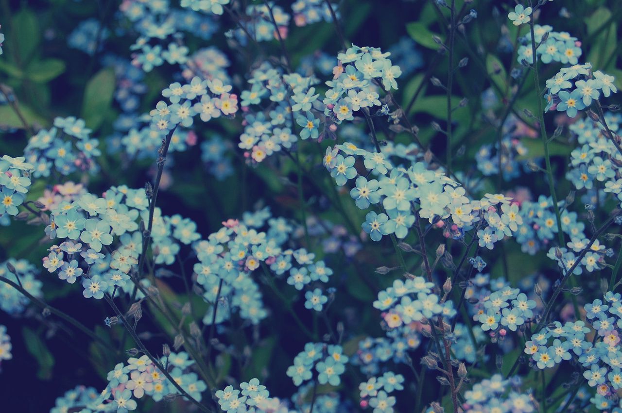 Piccoli fiori azzurri e verdi, 1280x851 HD, Desktop