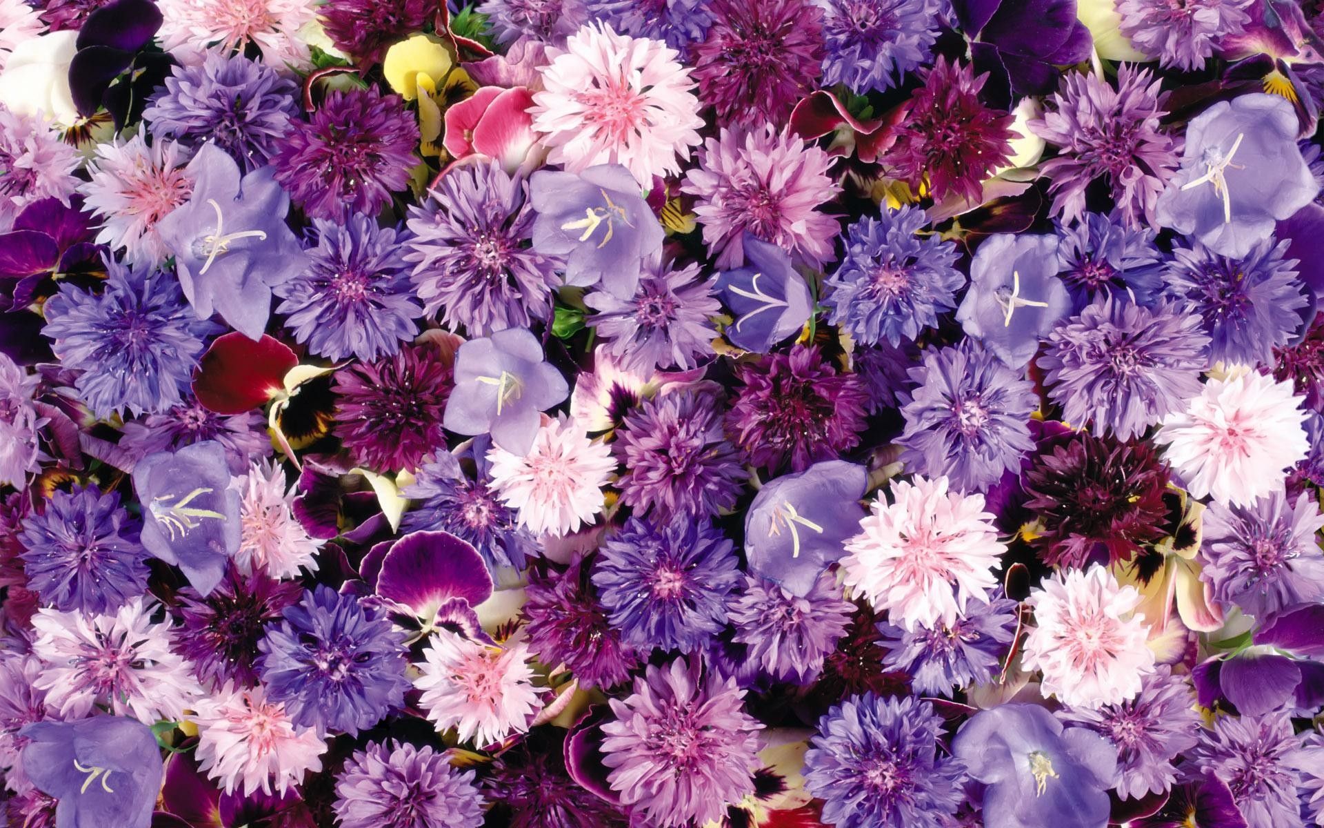 Fiori viola fitti fioritura, 1920x1200 Full HD+, Monitor Gaming
