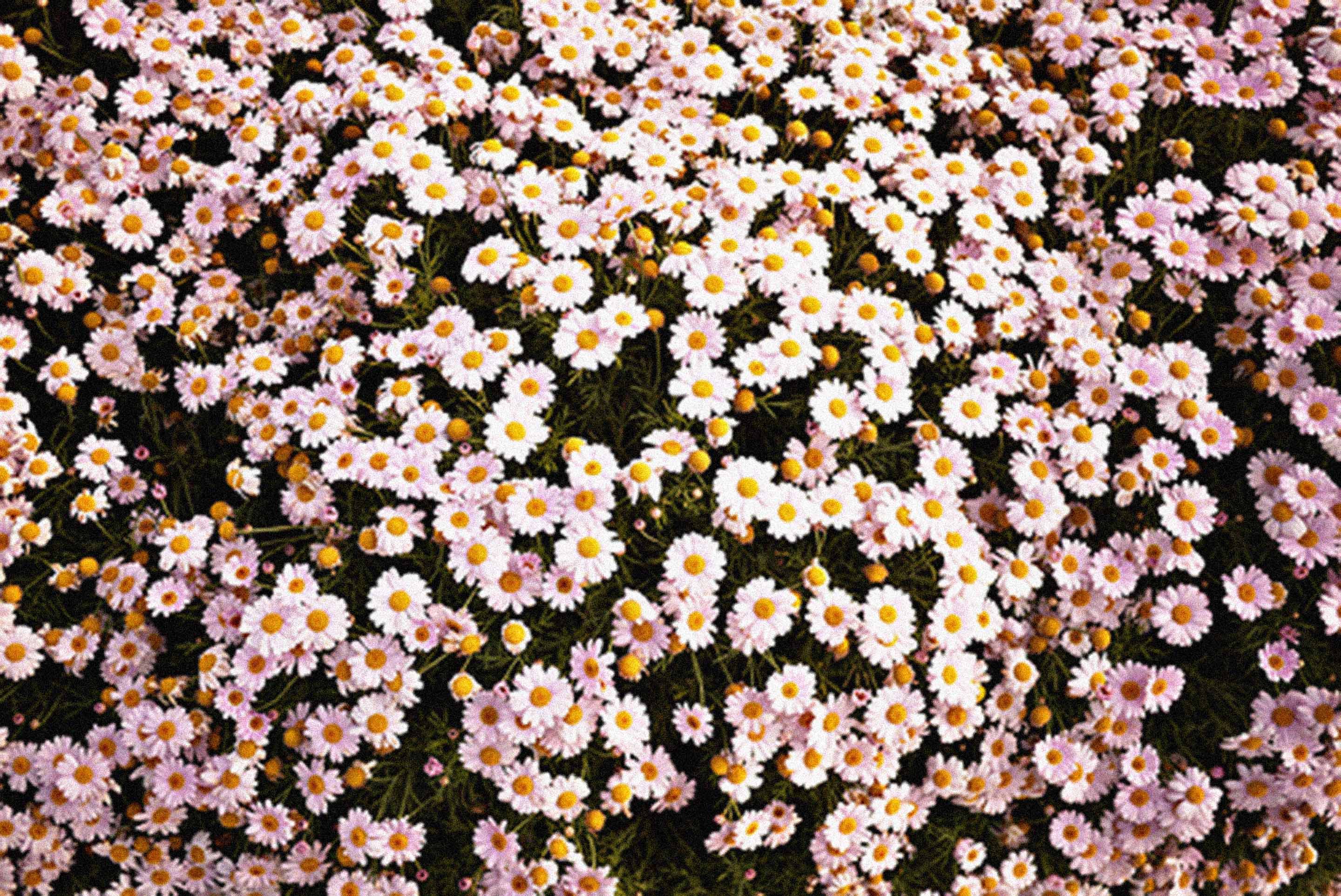 Margherite rosa pallido, fioritura fitta, 2880x1924 2K, PC
