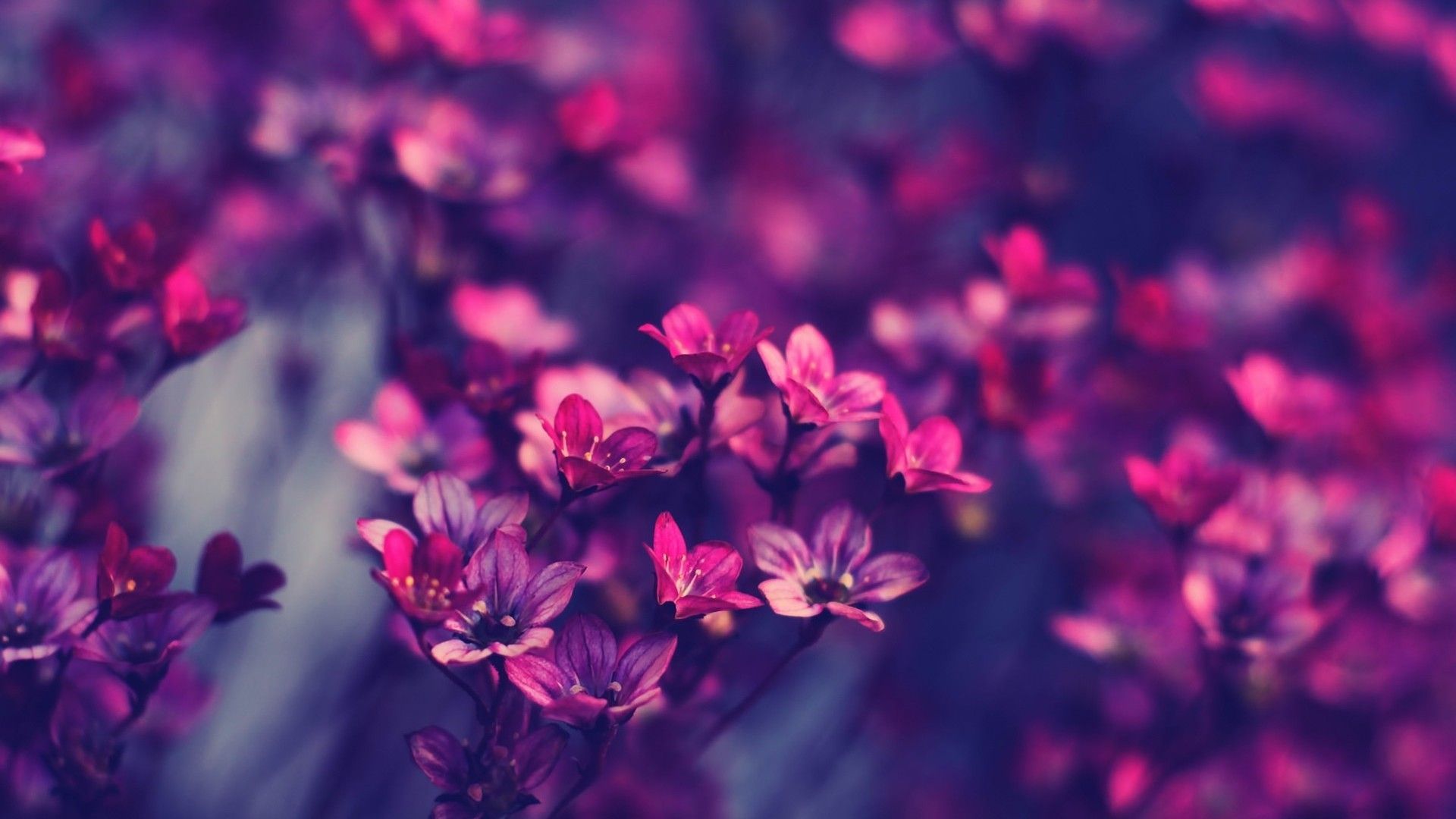Fiori viola sfocati, 1920x1080 Full HD 1080p, Laptop