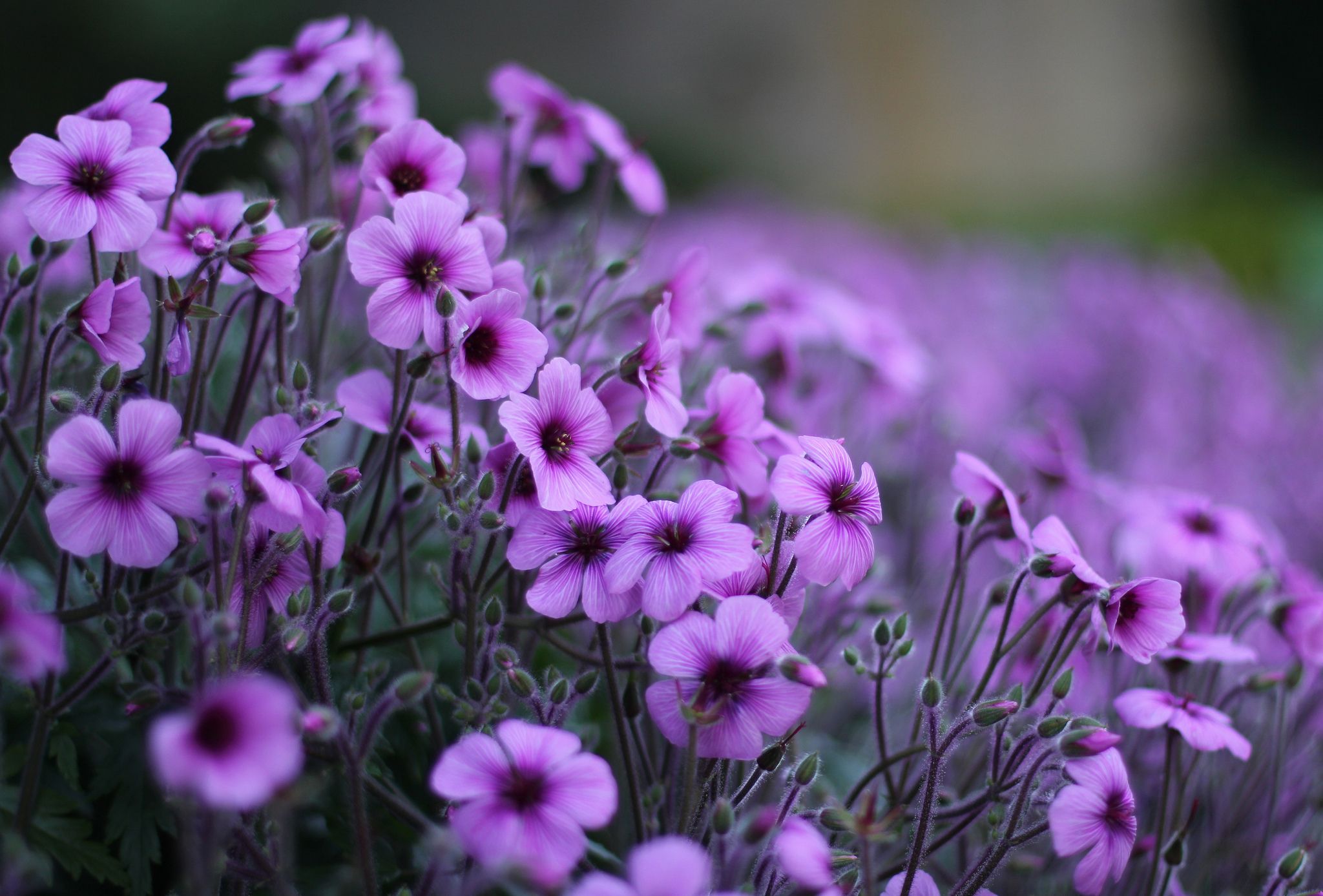 Fiori viola geranio, 2048x1387 Hi-Res, Desktop