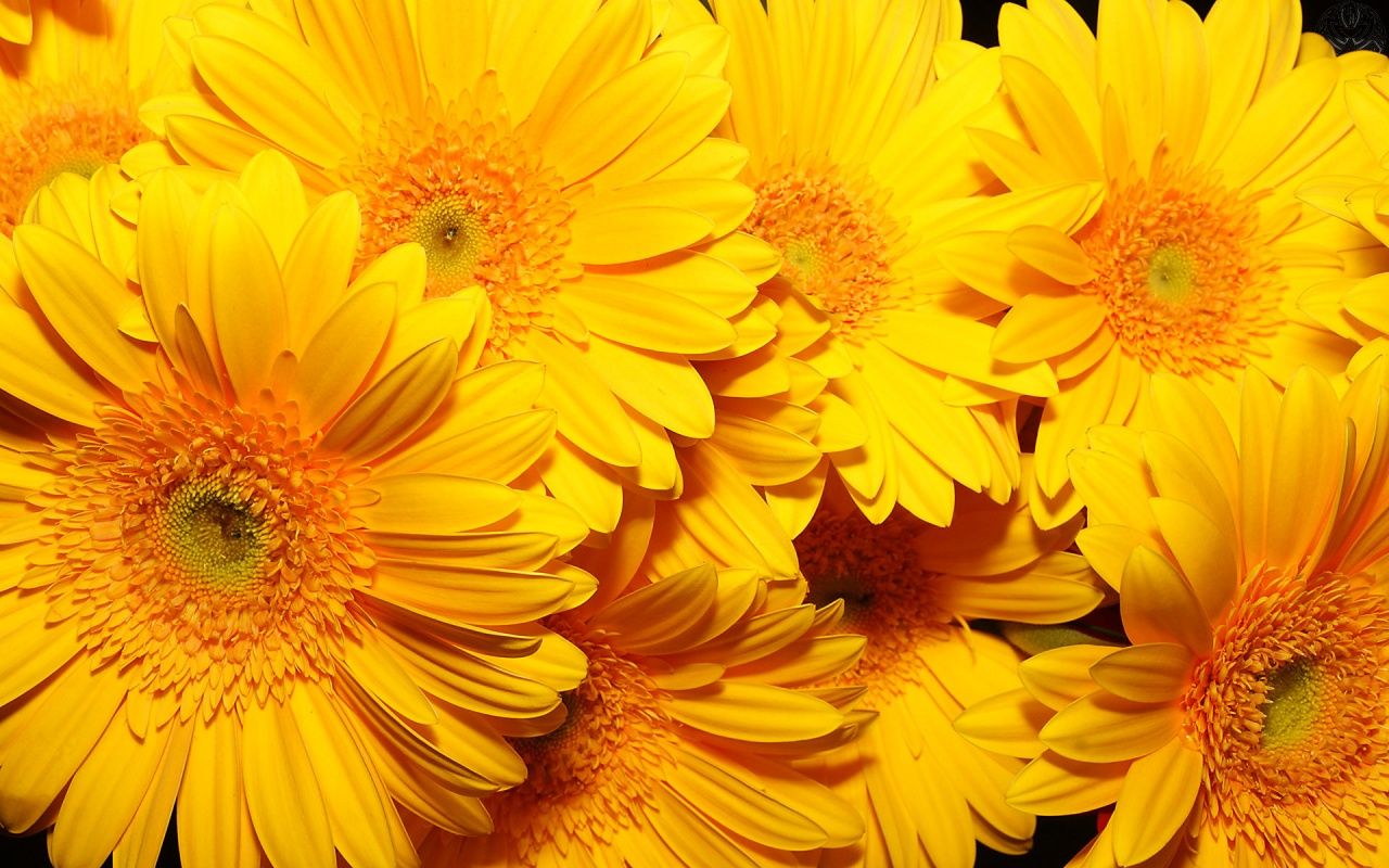 Fiori gerbera gialli ravvicinati, 1280x800 720p, Laptop