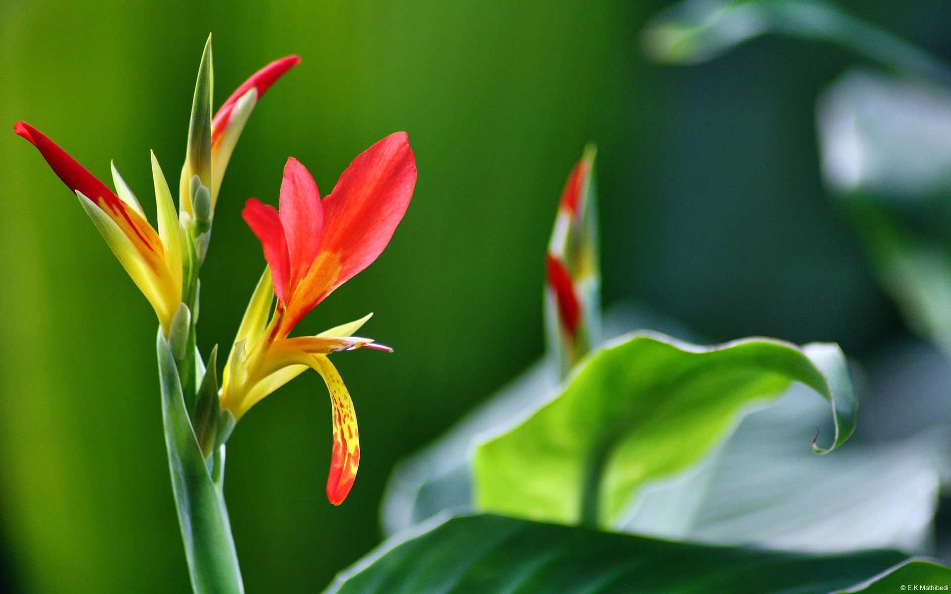 Fiori rossi canna su verde, 1920x1200 Full HD+ WUXGA, Desktop