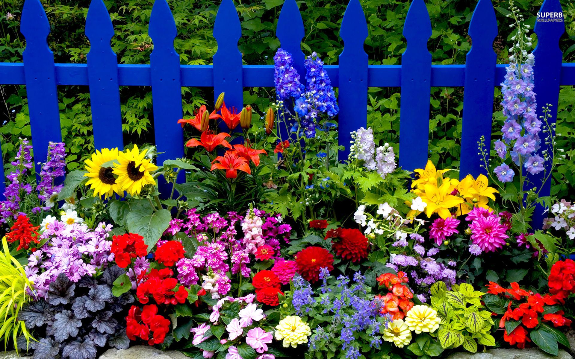 Fiori estivi colorati recinto blu, 1920x1200 Full HD+ WUXGA, PC Desktop