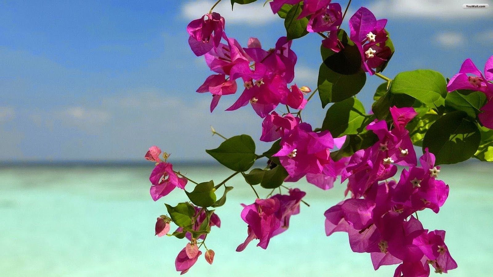 Fiori rosa bouganville su mare, 1600x900 900p, Desktop