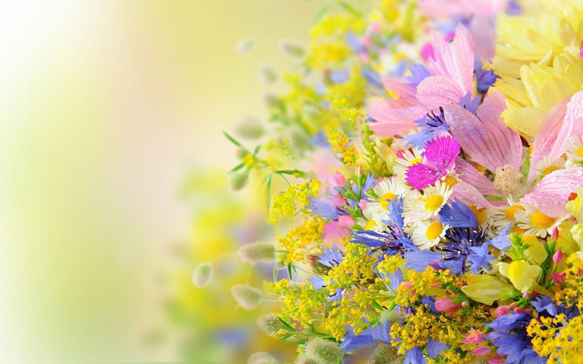 Fiori estivi colorati sfocati, 1920x1200 WUXGA, Desktop