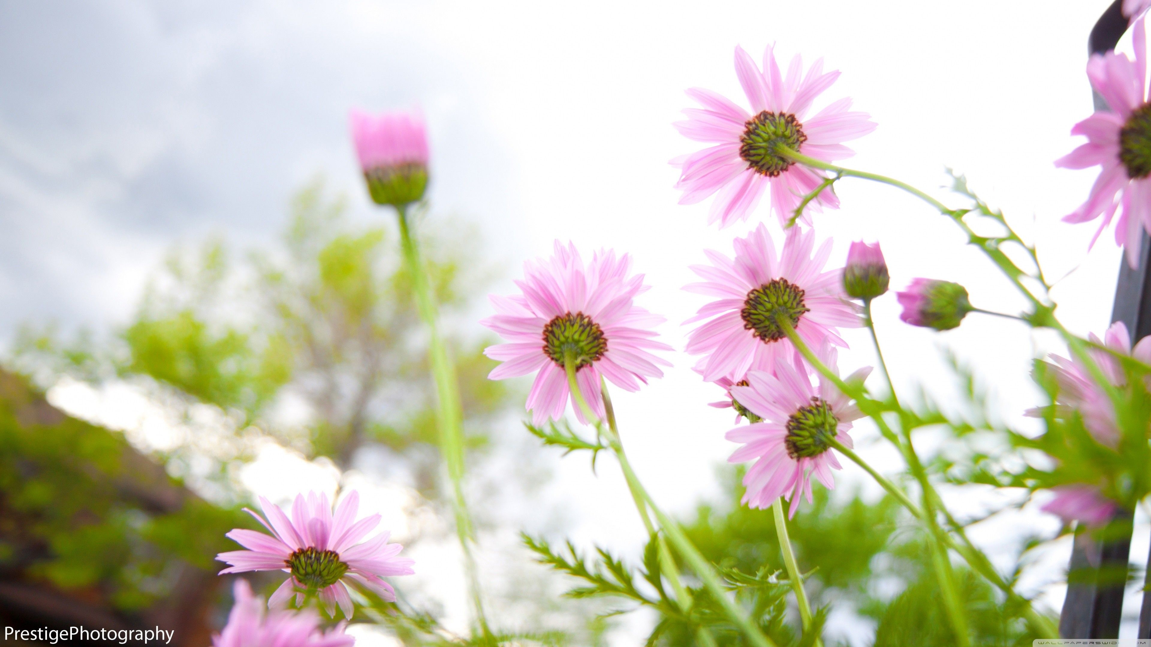 Fiori rosa margherite estive, 3840x2160 UHD, PC 4K