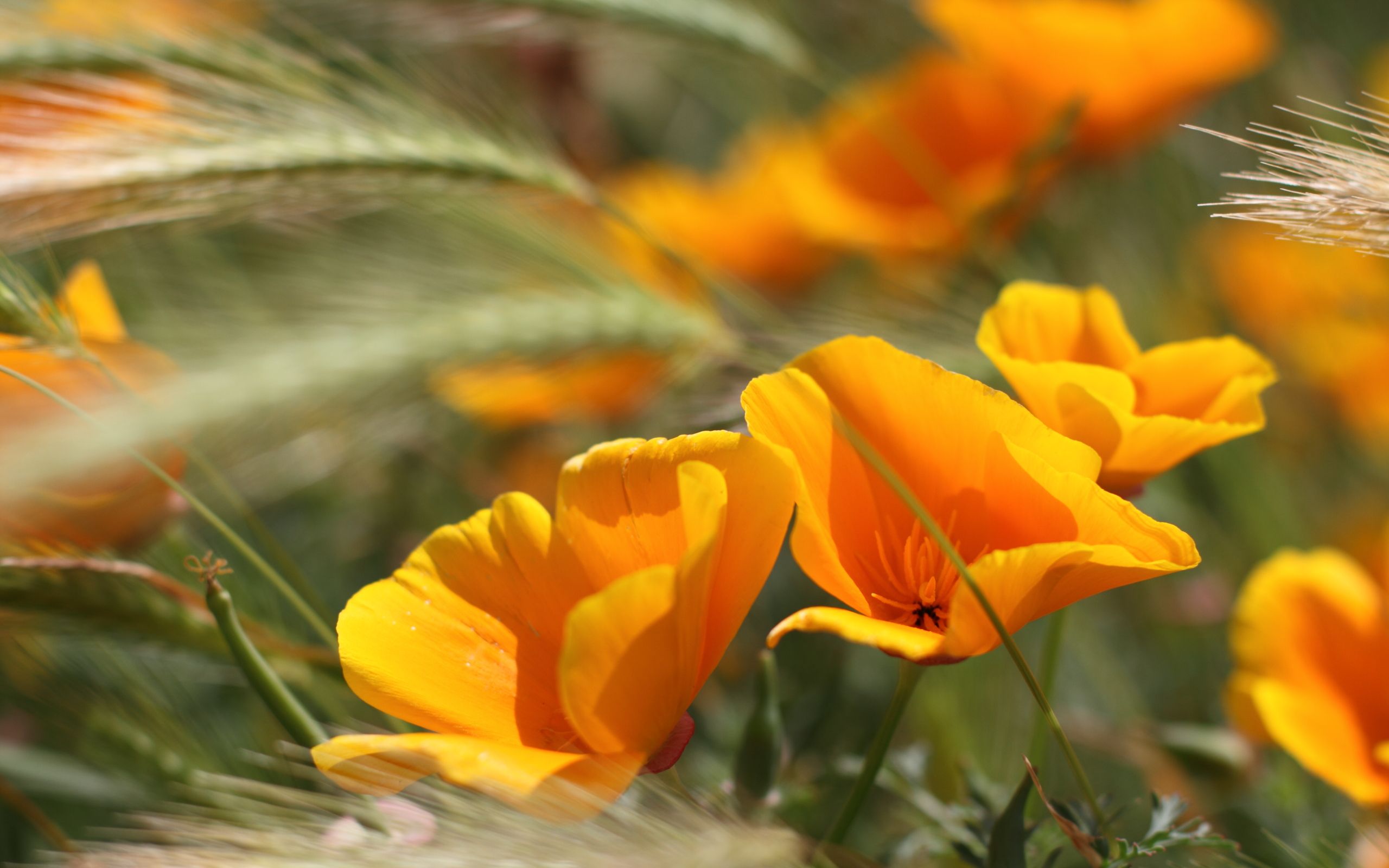 Fiori arancioni papaveri californiani, 2560x1600 WQXGA, Desktop
