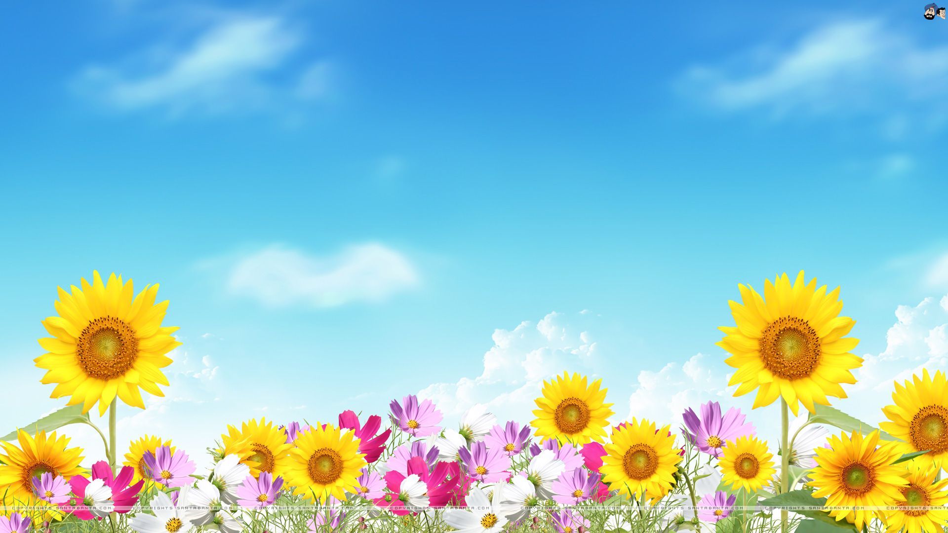 Girasoli e fiori colorati, 1920x1080 1080p, PC Desktop