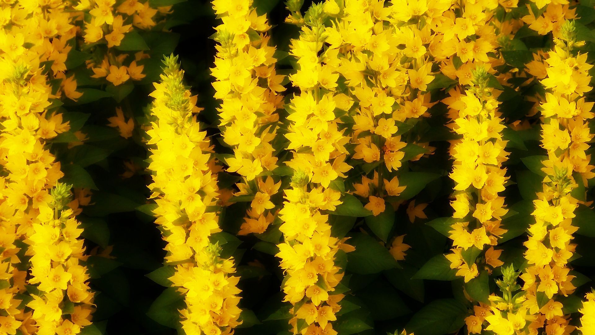 Fiori gialli estivi campo, 1920x1080 Full HD 1080p, Desktop