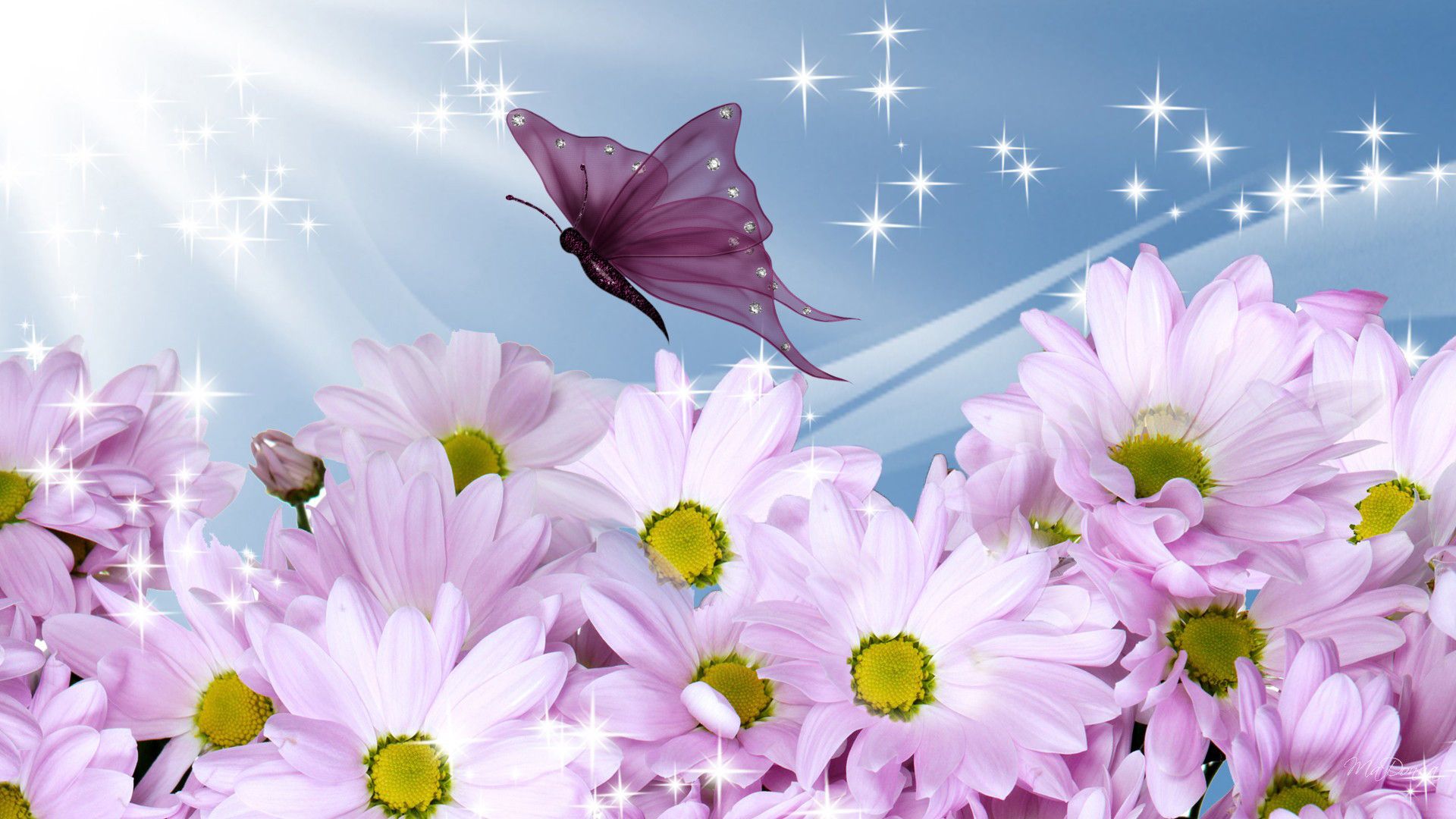 Margherite rosa con farfalla, 1920x1080 Full HD, Desktop