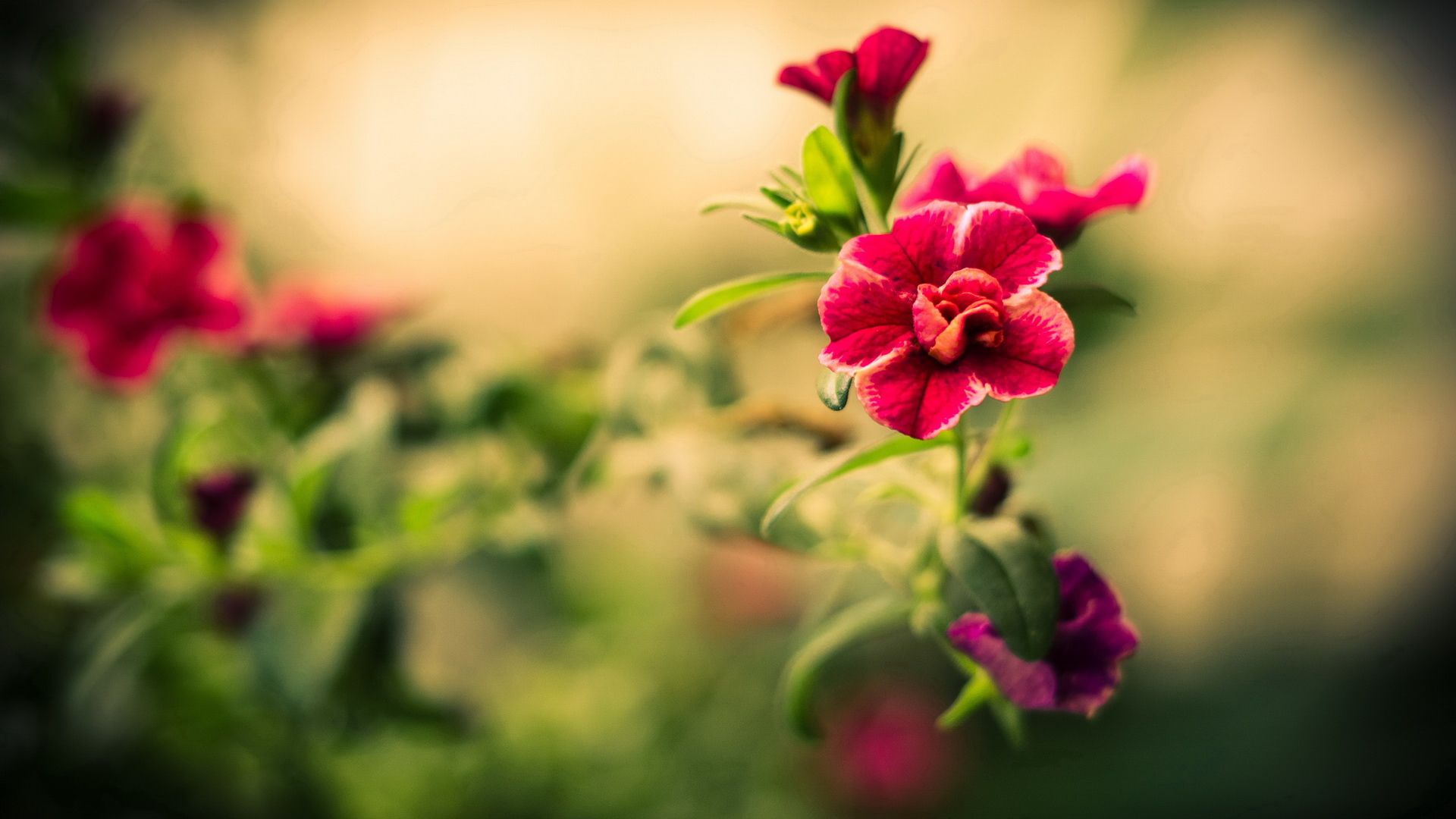 Fiori rosa petunie estive, 1920x1080 Full HD, PC