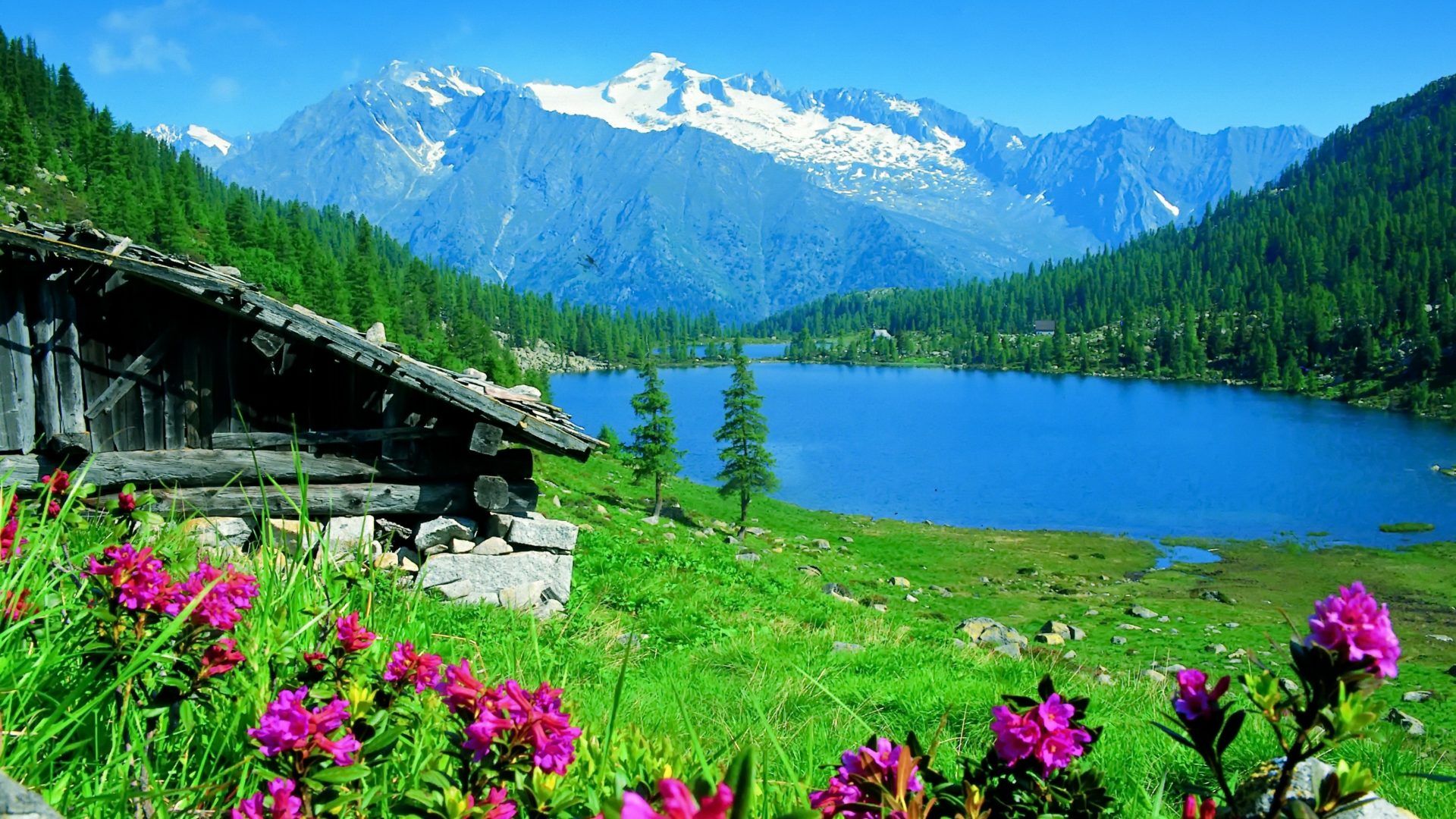 Lago alpino con fiori rosa, 1920x1080 1080p, Desktop