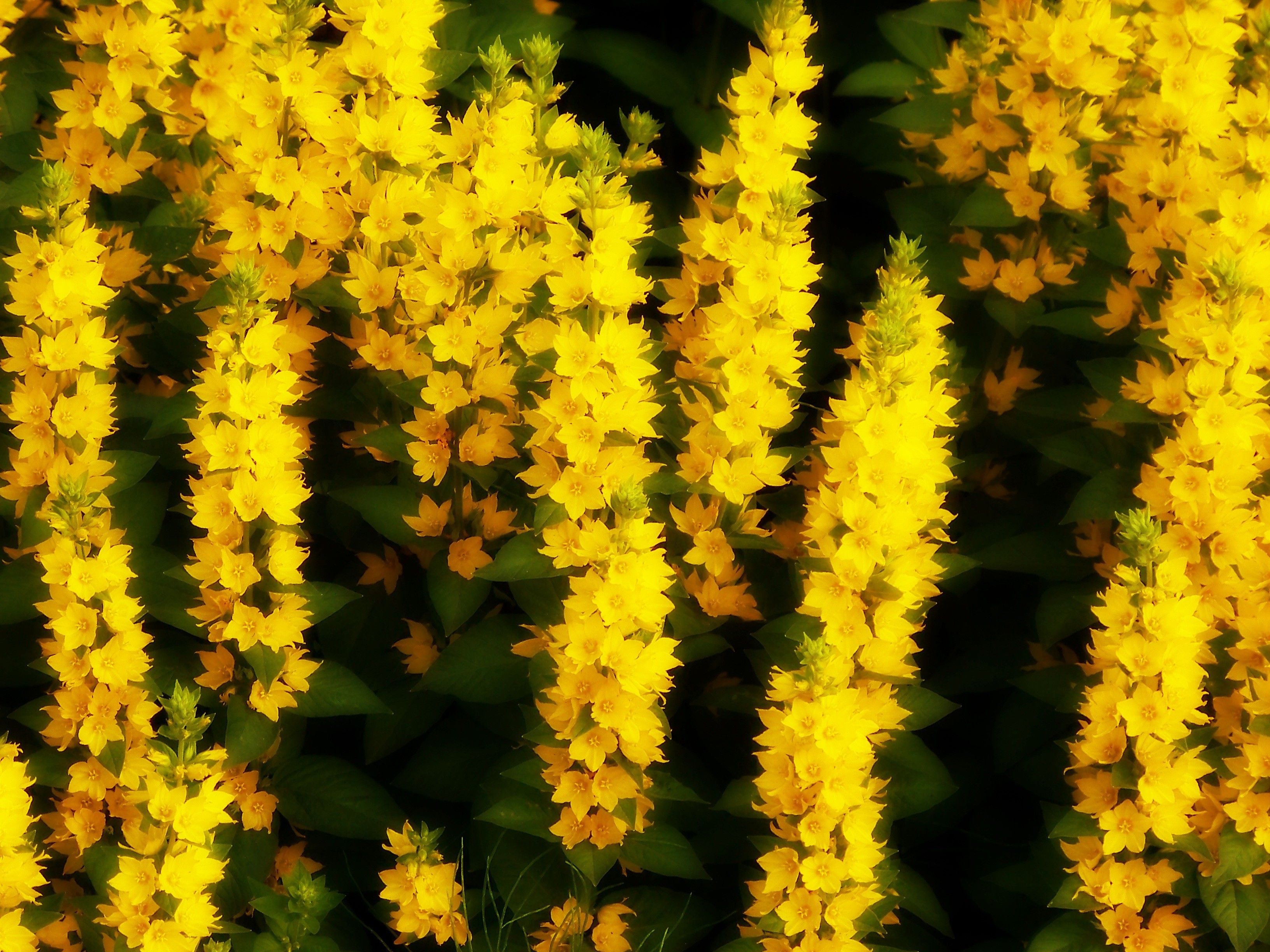 Fiori gialli estivi a spighe, 3264x2448 2K, Monitor Gaming