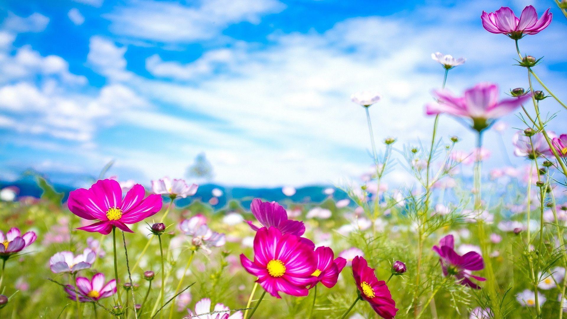 Fiori cosmos rosa e cielo, 1920x1080 1080p, Desktop