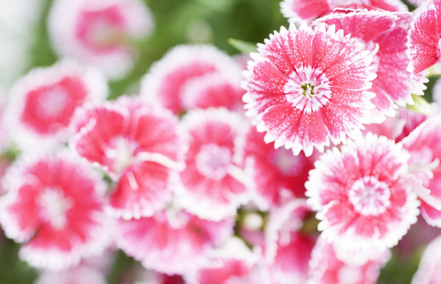 Fiori garofano rosa bianco, 1680x1080 900p, PC