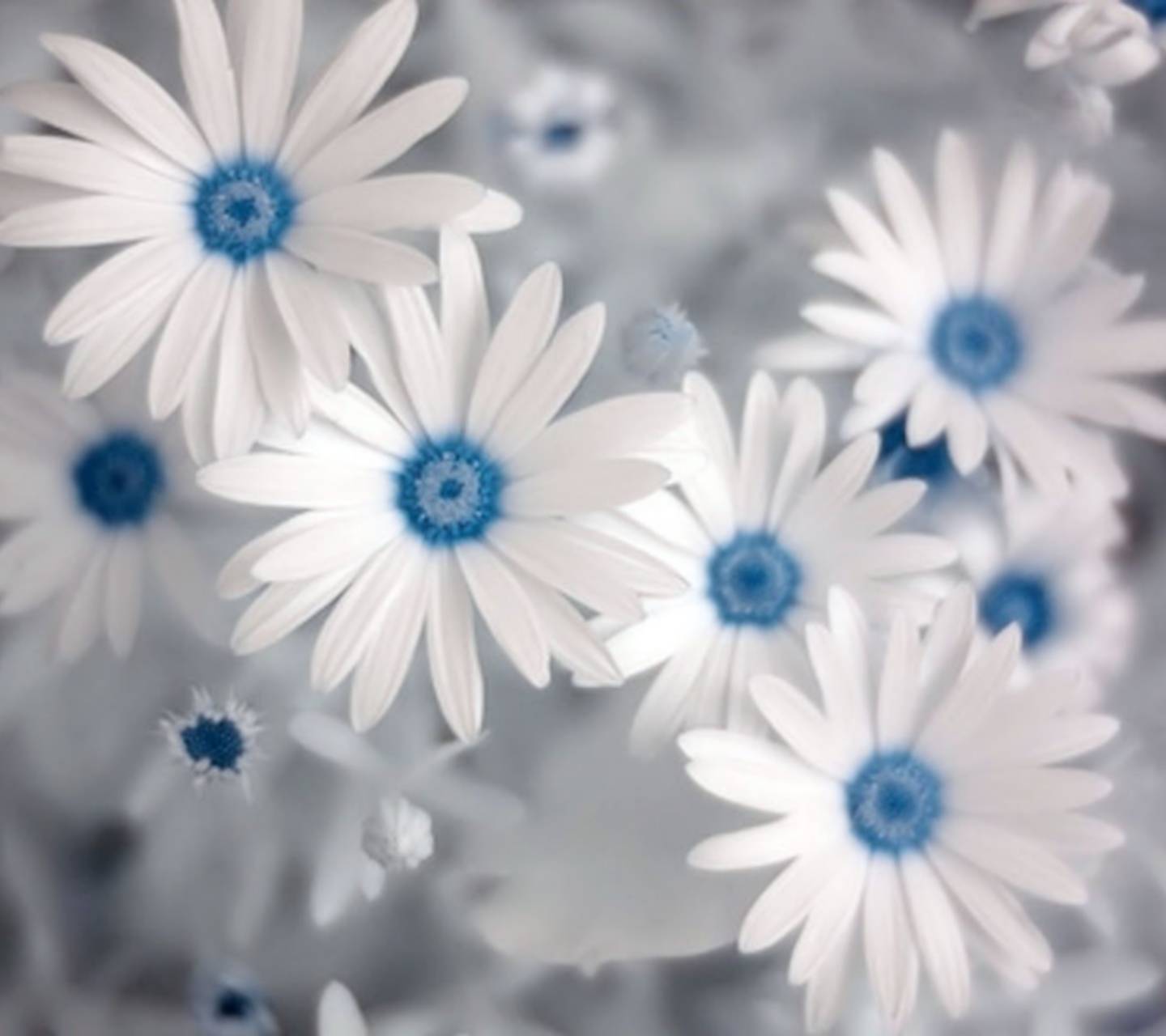 Margherite bianche e blu, 1440x1280 HD, Desktop