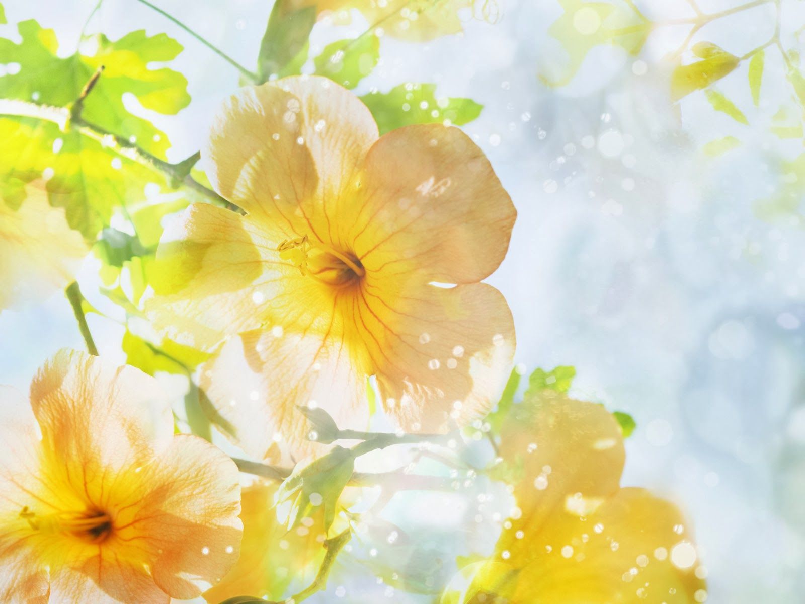 Fiori gialli acquarello, 1600x1200 HD Ready, Desktop