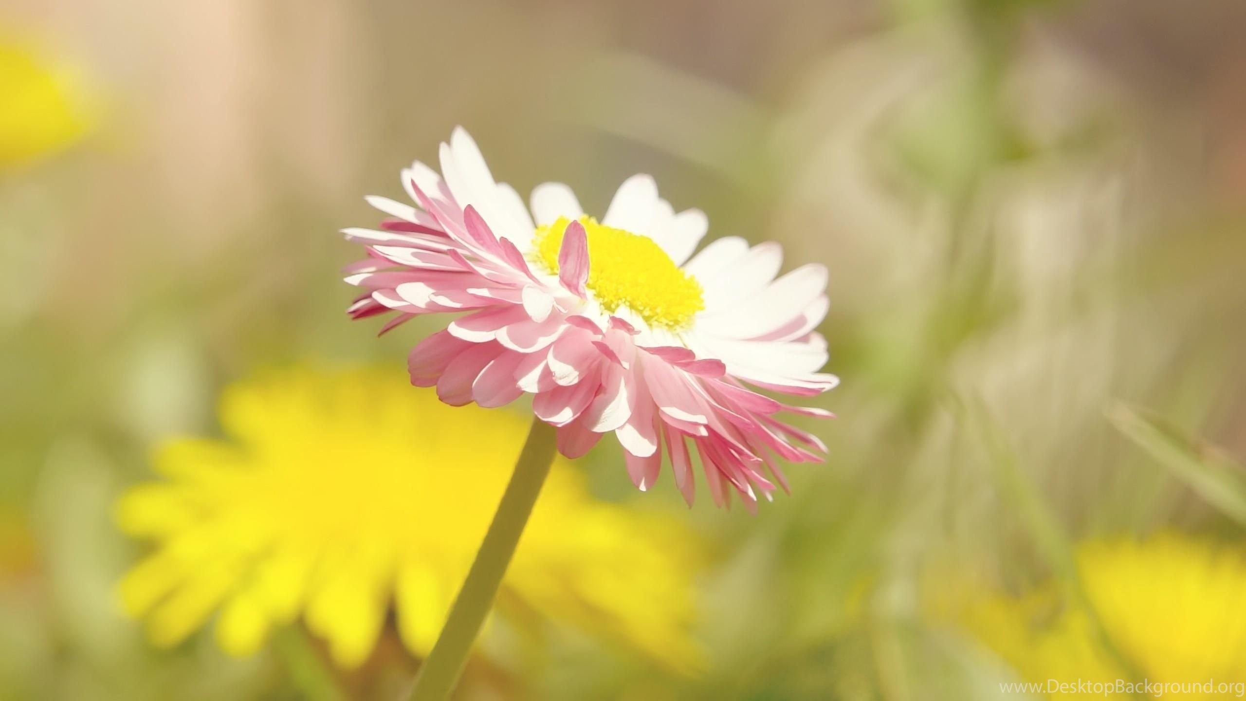 Margherita rosa e denti di leone, 2560x1440 QHD, Laptop