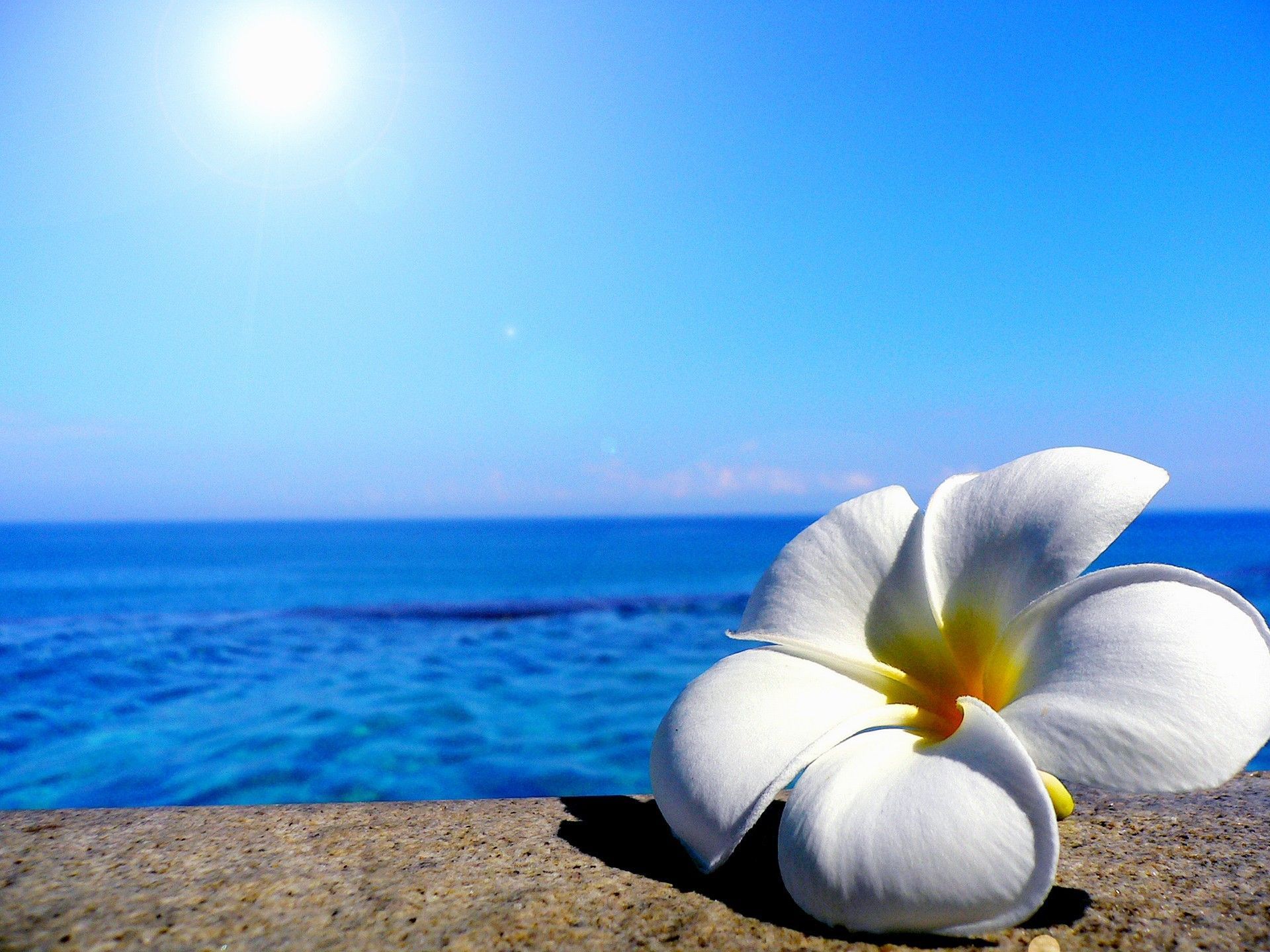 Fiore plumeria bianco su roccia, 1920x1440 WUXGA, Desktop