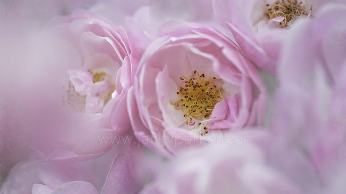 Rose rosa pastello sfocate, 1366x768 720p, Laptop