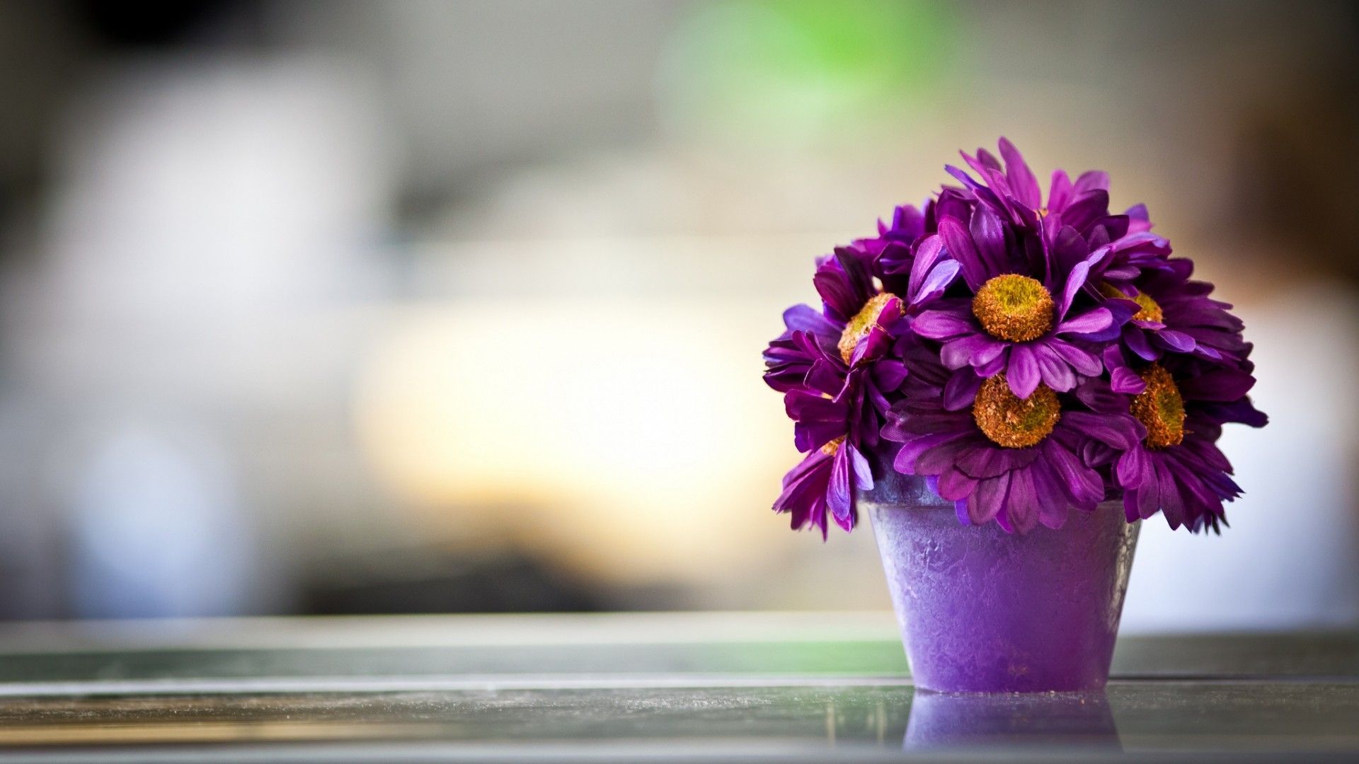 Fiori viola in vaso, 1920x1080 Full HD, PC