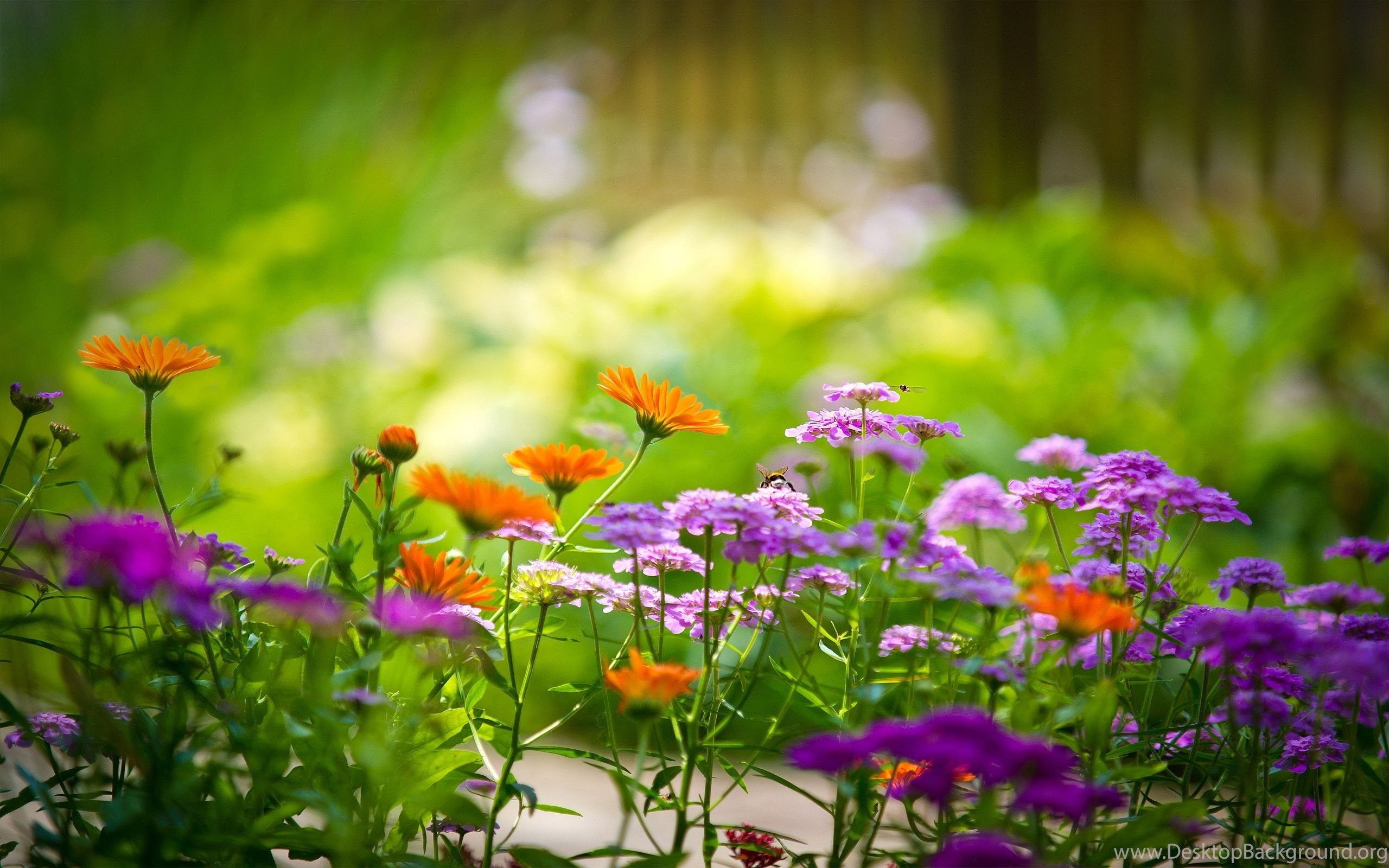 Fiori arancioni e viola giardino, 2560x1600 2K+, MacBook Pro