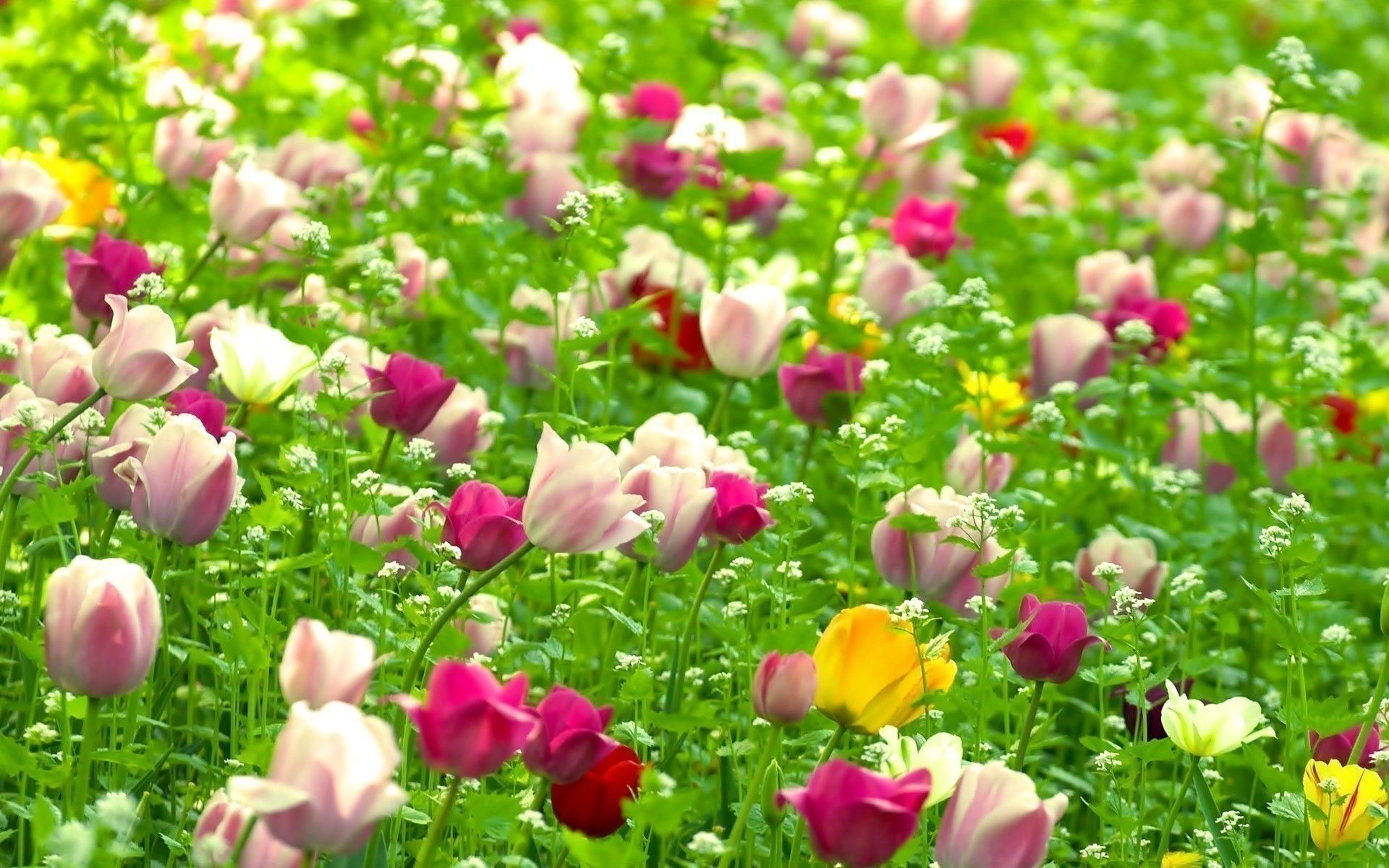 Tulipani colorati nel prato, 1920x1200 Full HD+ WUXGA, Laptop