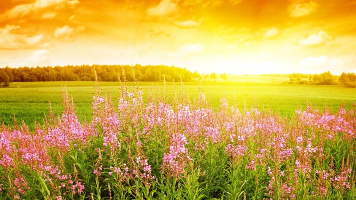 Campo fiori rosa tramonto, 1200x675 HD, Desktop